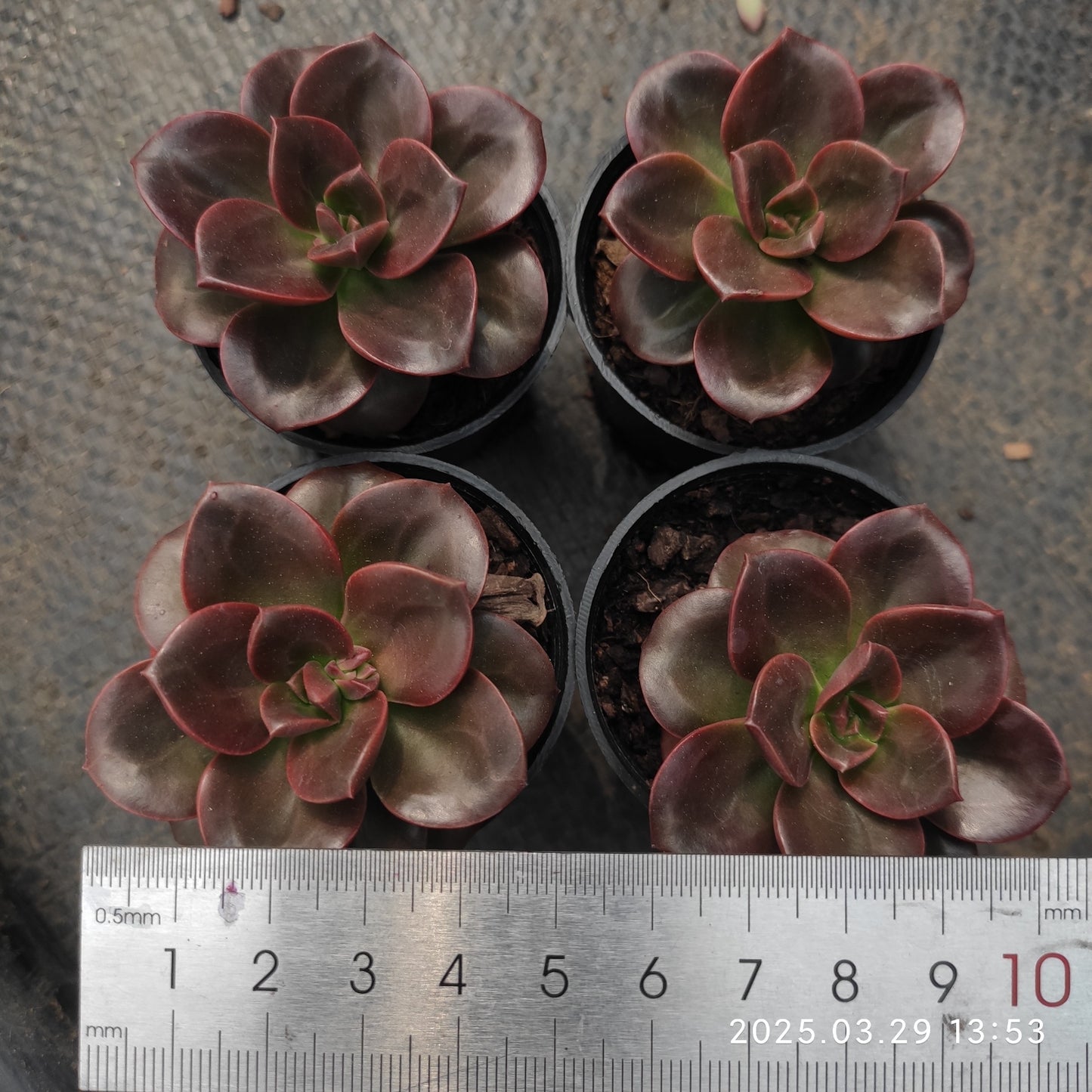 MMT506 チョコレート (5.5cm pot)