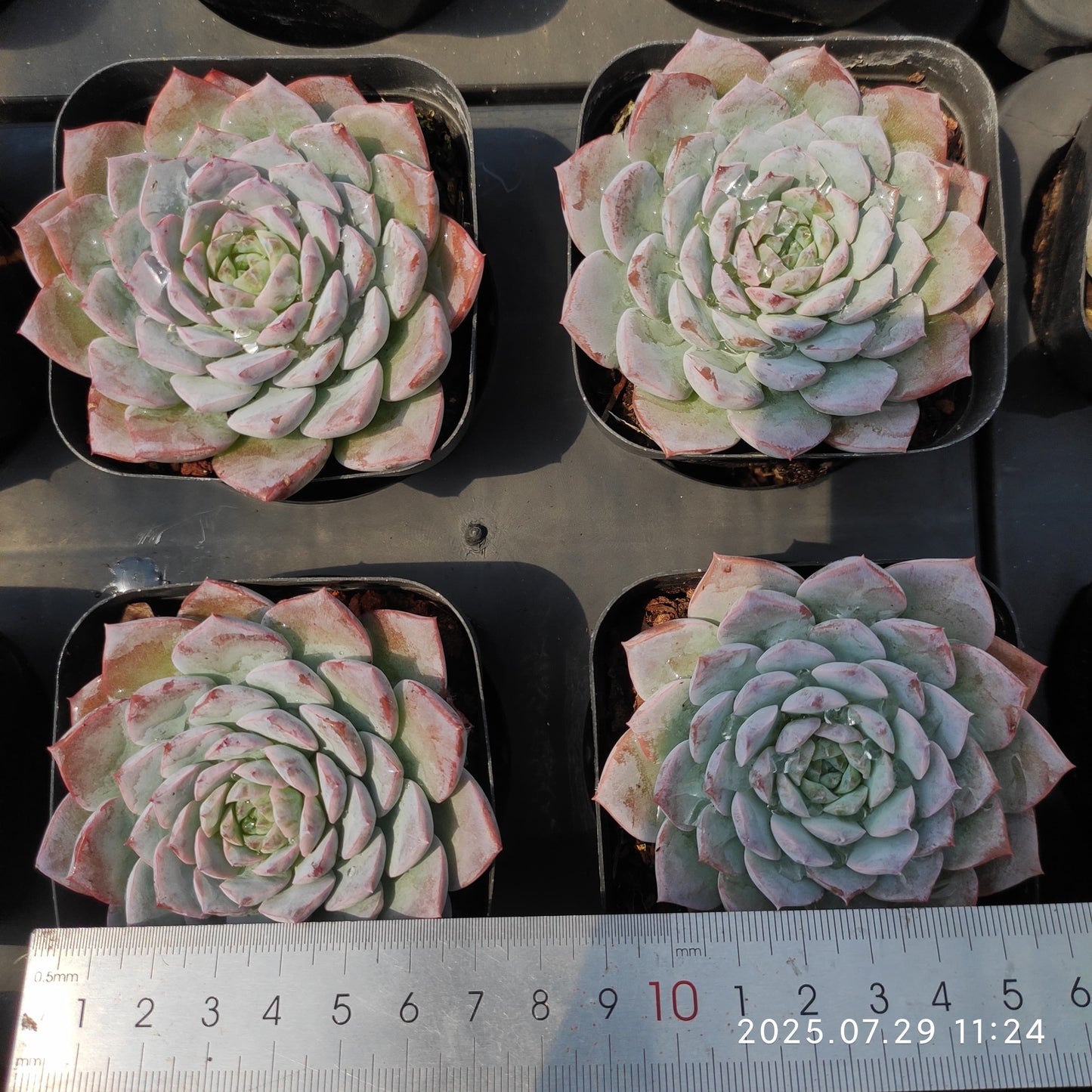 ZZA108 アメイジンググレイス (7cm pot)