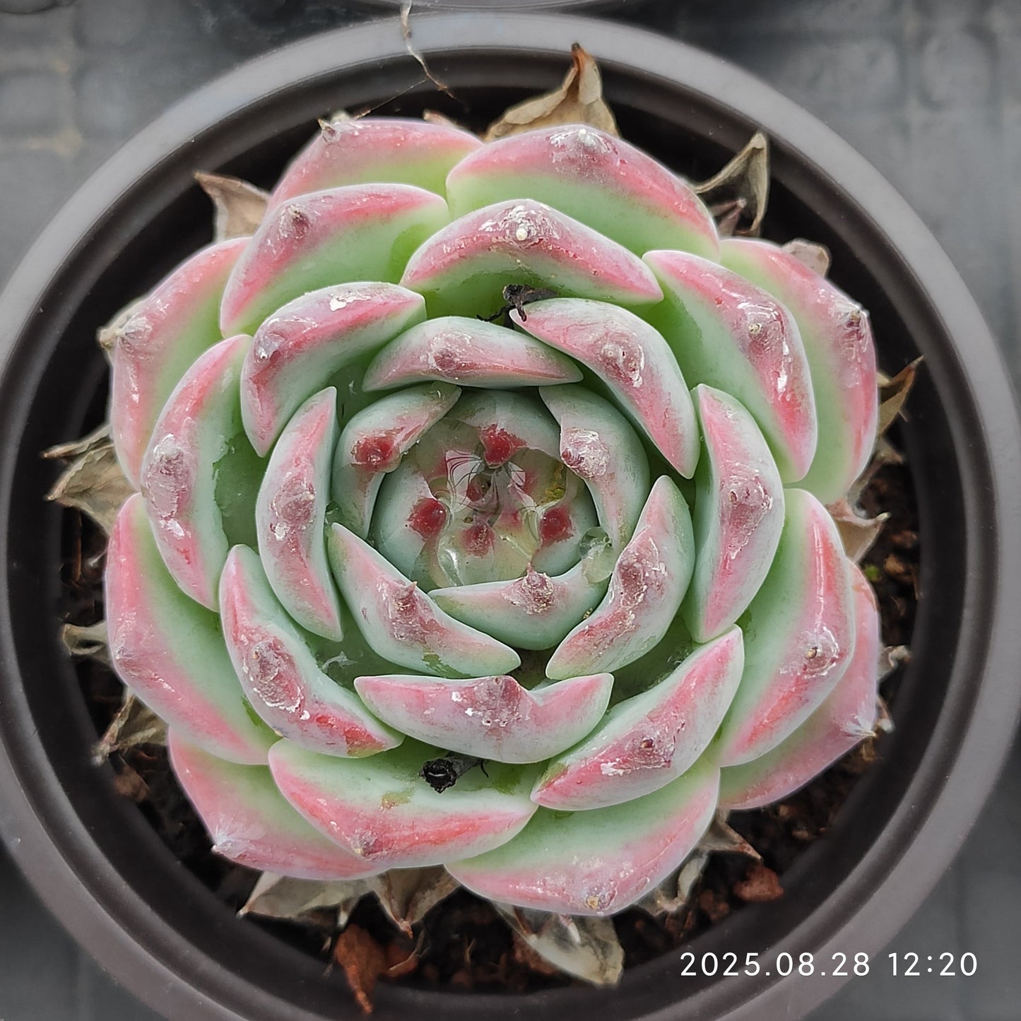 YBB260 チワワエンシス(9cm pot)