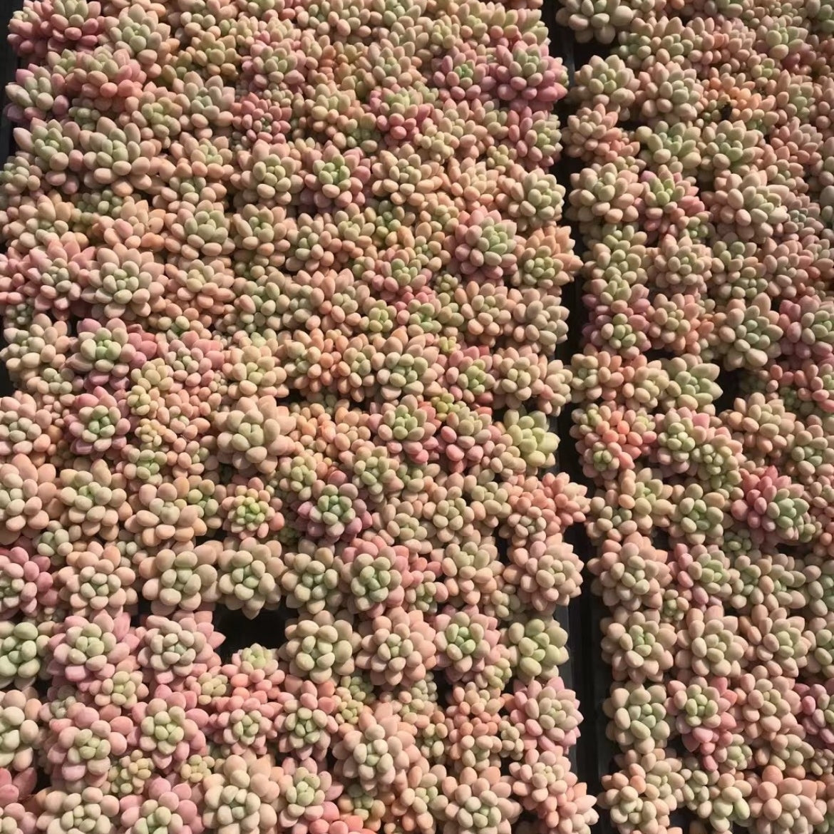 23375 バブルガム(3cm pot)(ポット苗)