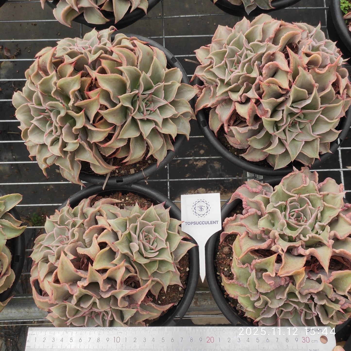 21069 マディバ(18cm pot)