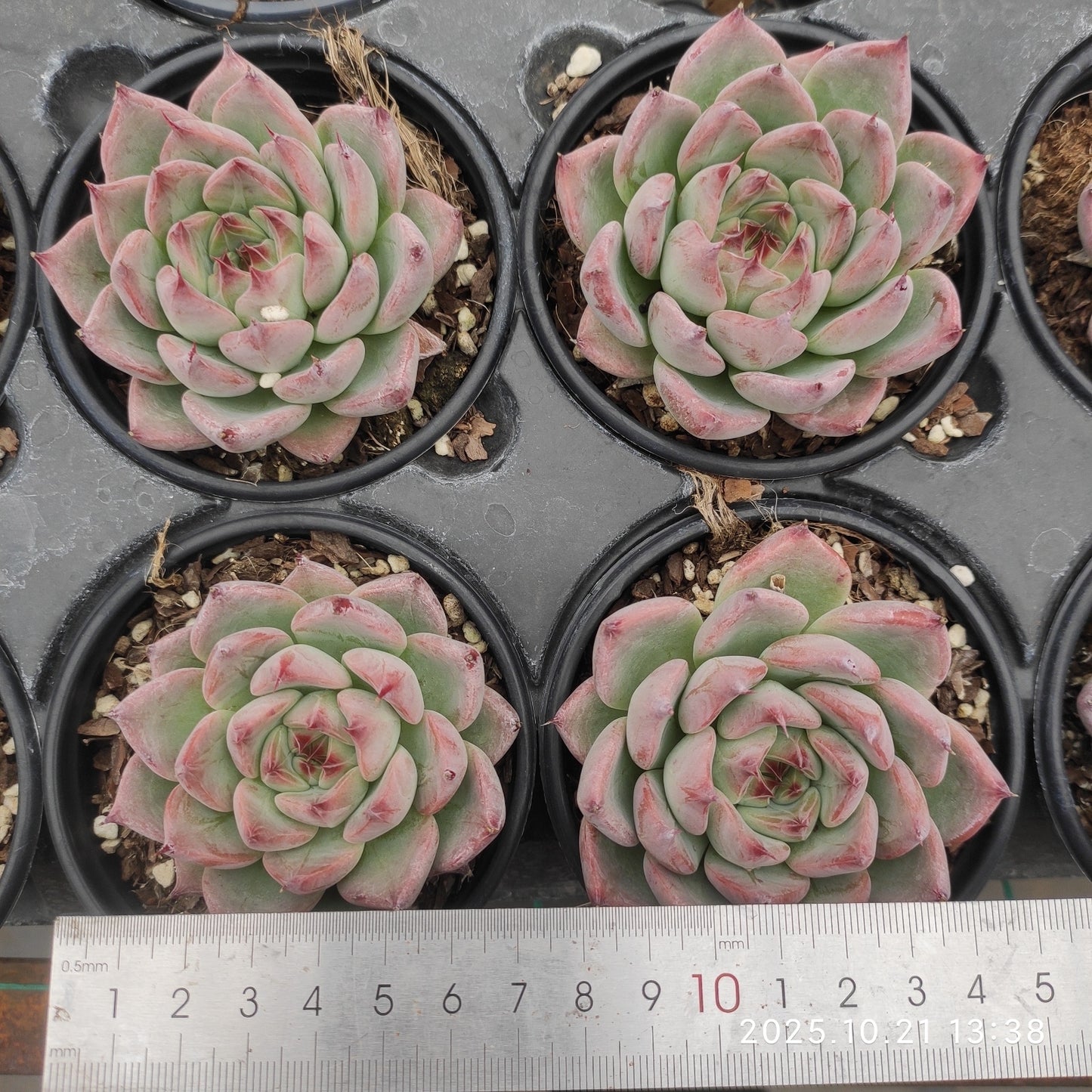 MMY1254 チワワエンシスHyb(9cm pot)