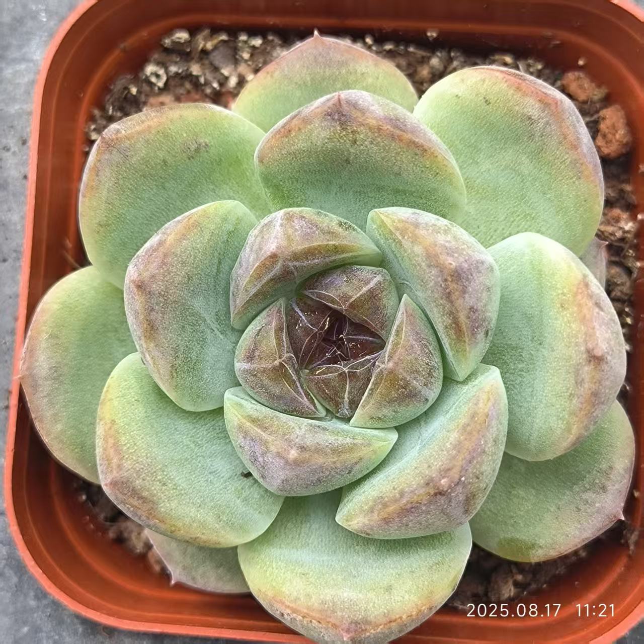 DX086 チーズブルーベリー (7cm pot)