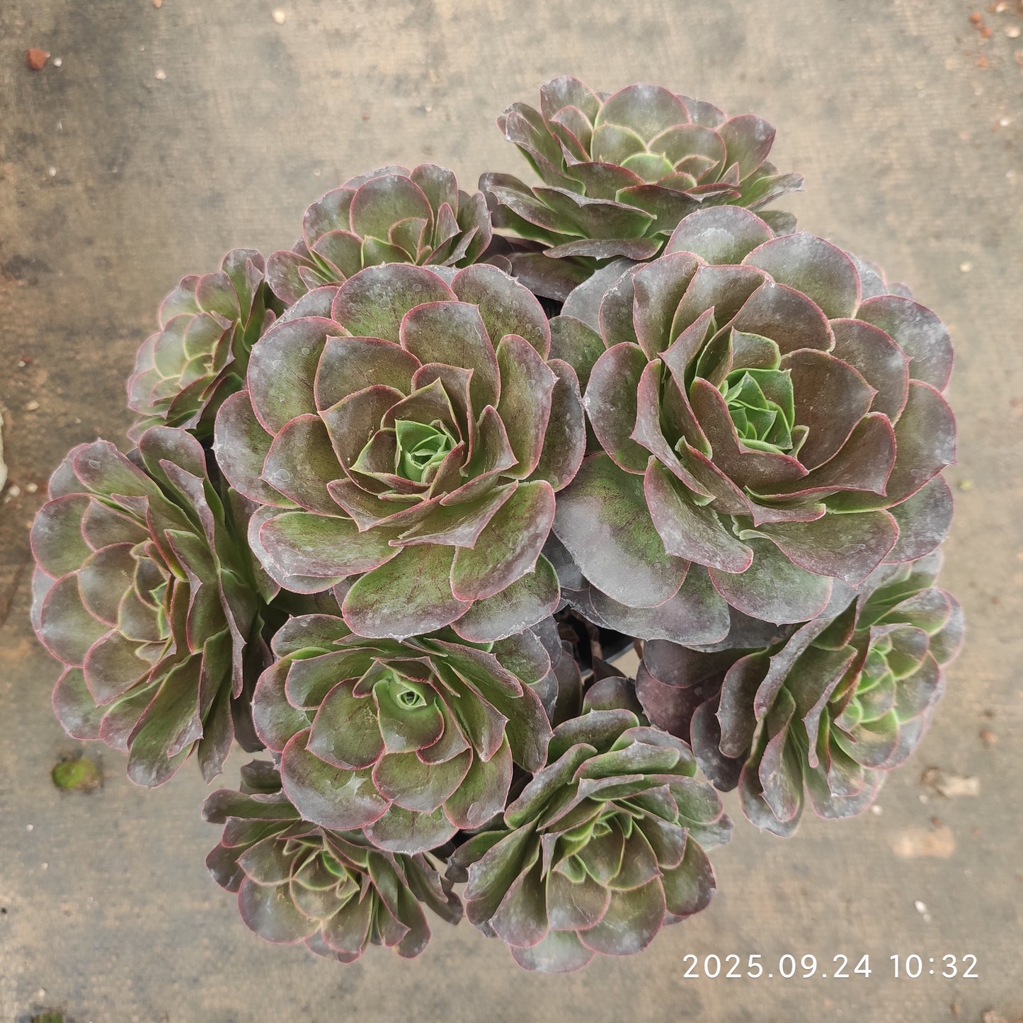 ON454 チャーム ゴールド(18cm pot)