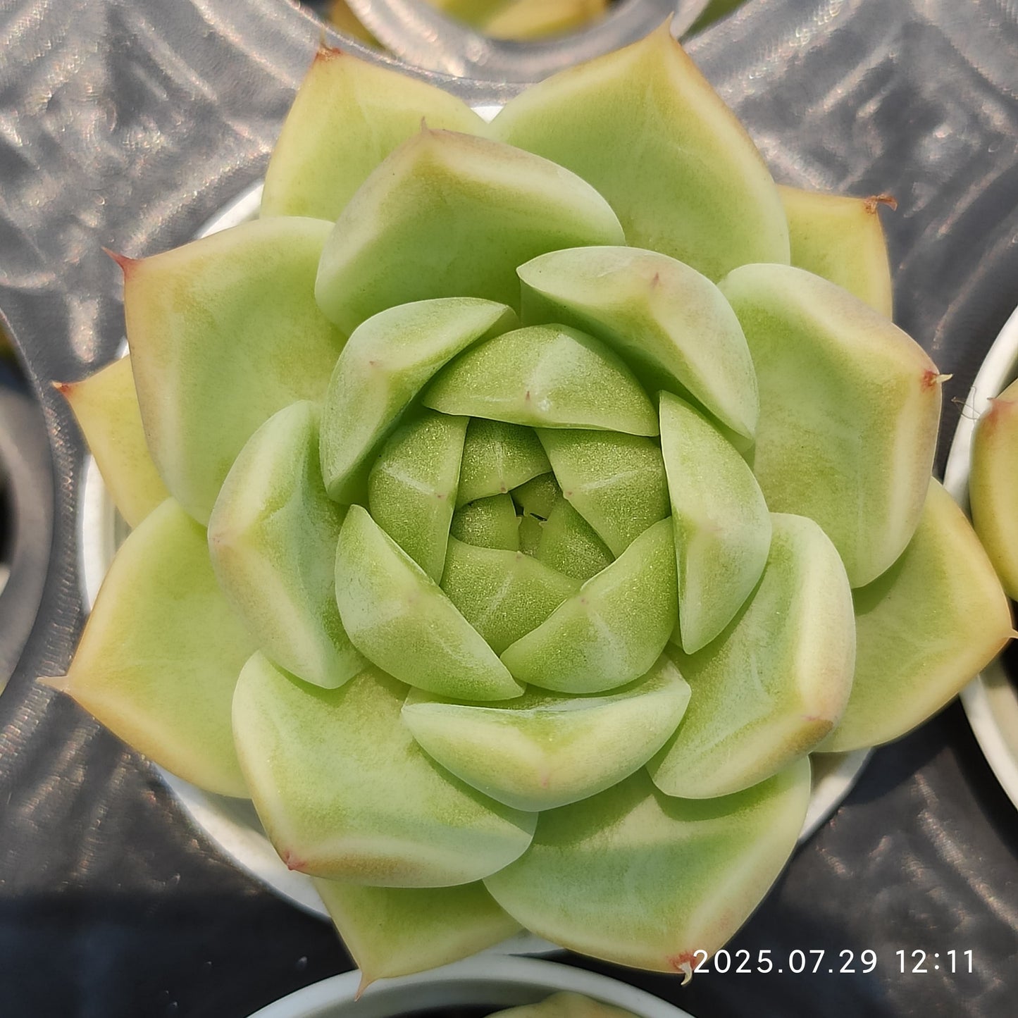 ZZA250 オリンジ マルギャン (5.5cm pot)