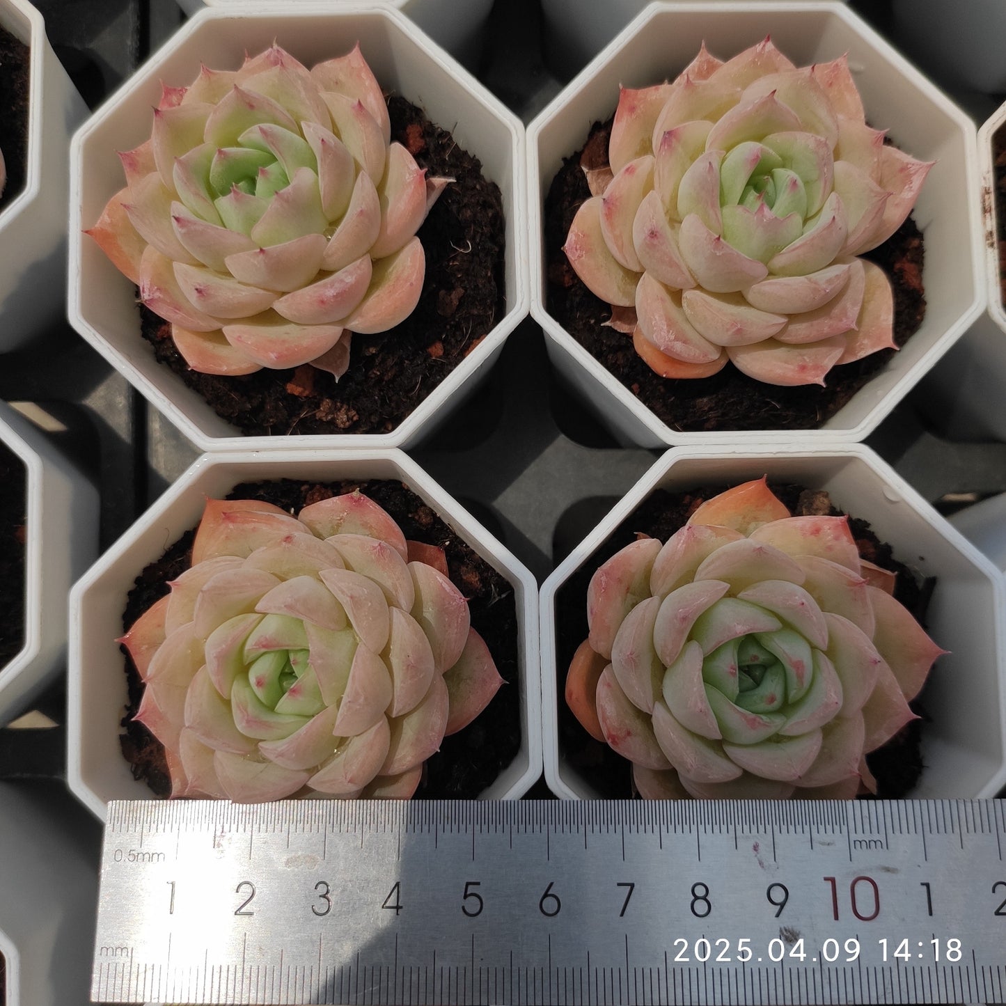 YBB023 ピンククリスタルローズ(50cm pot)