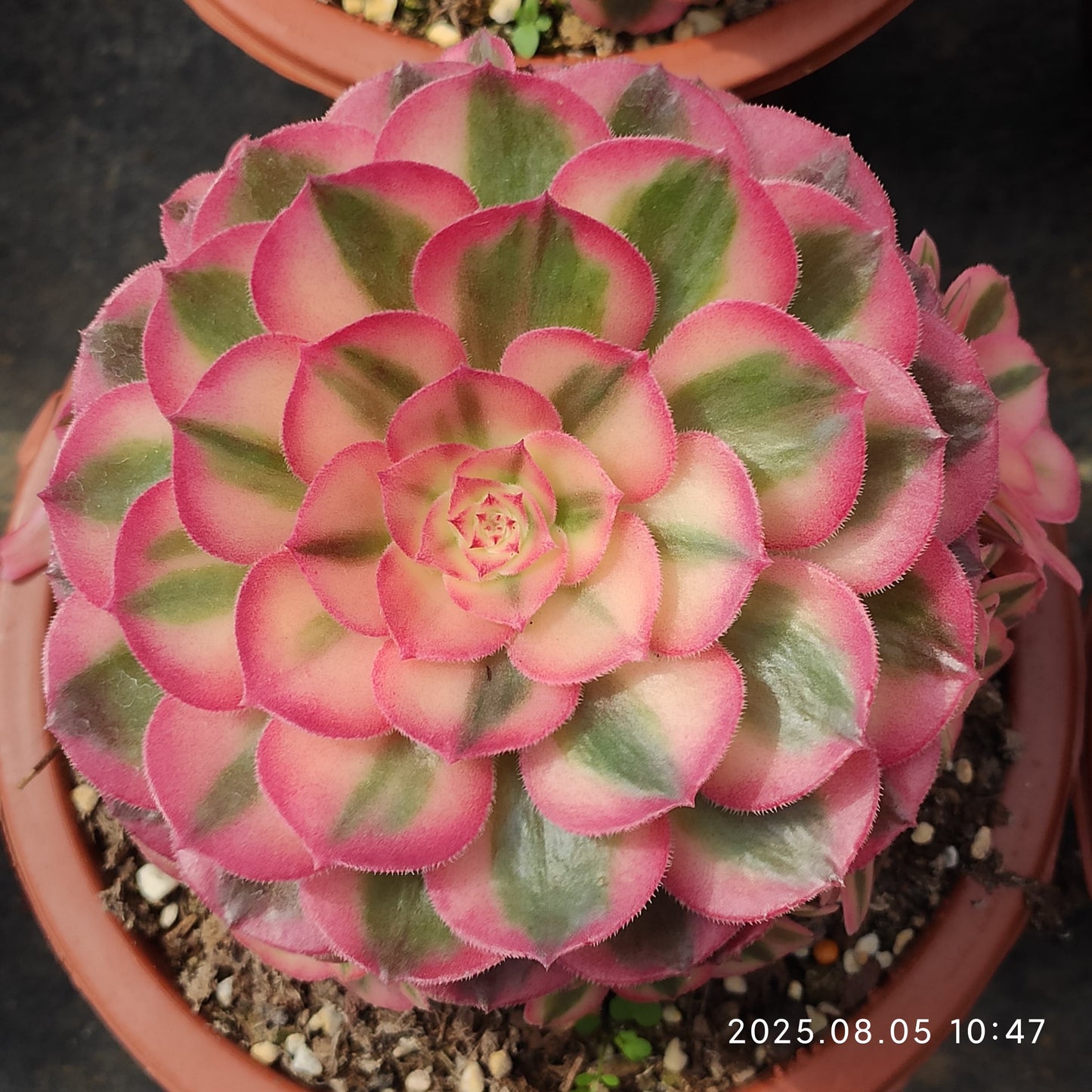GDX022 アエオニウム ゴージャス(16cm pot)