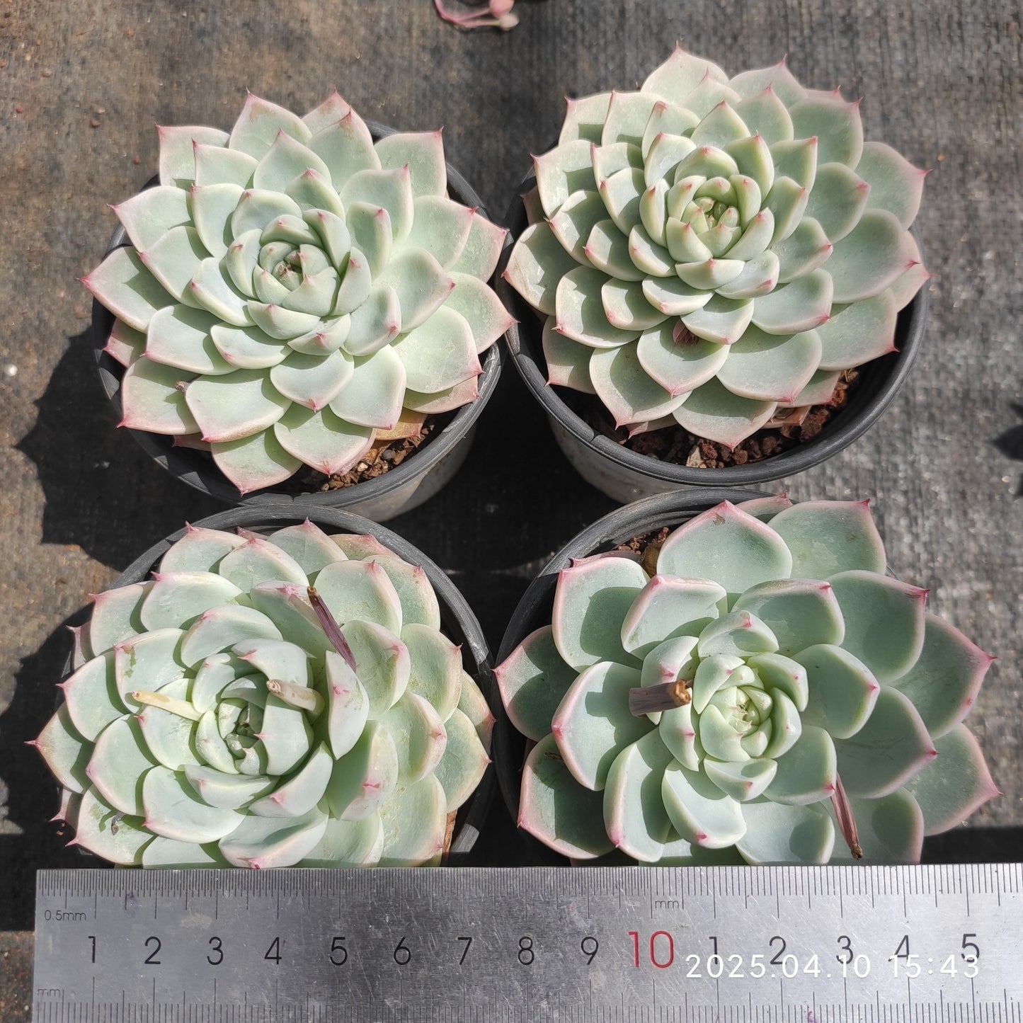 NGN683 チワワエンシス Hyb (9cm pot)