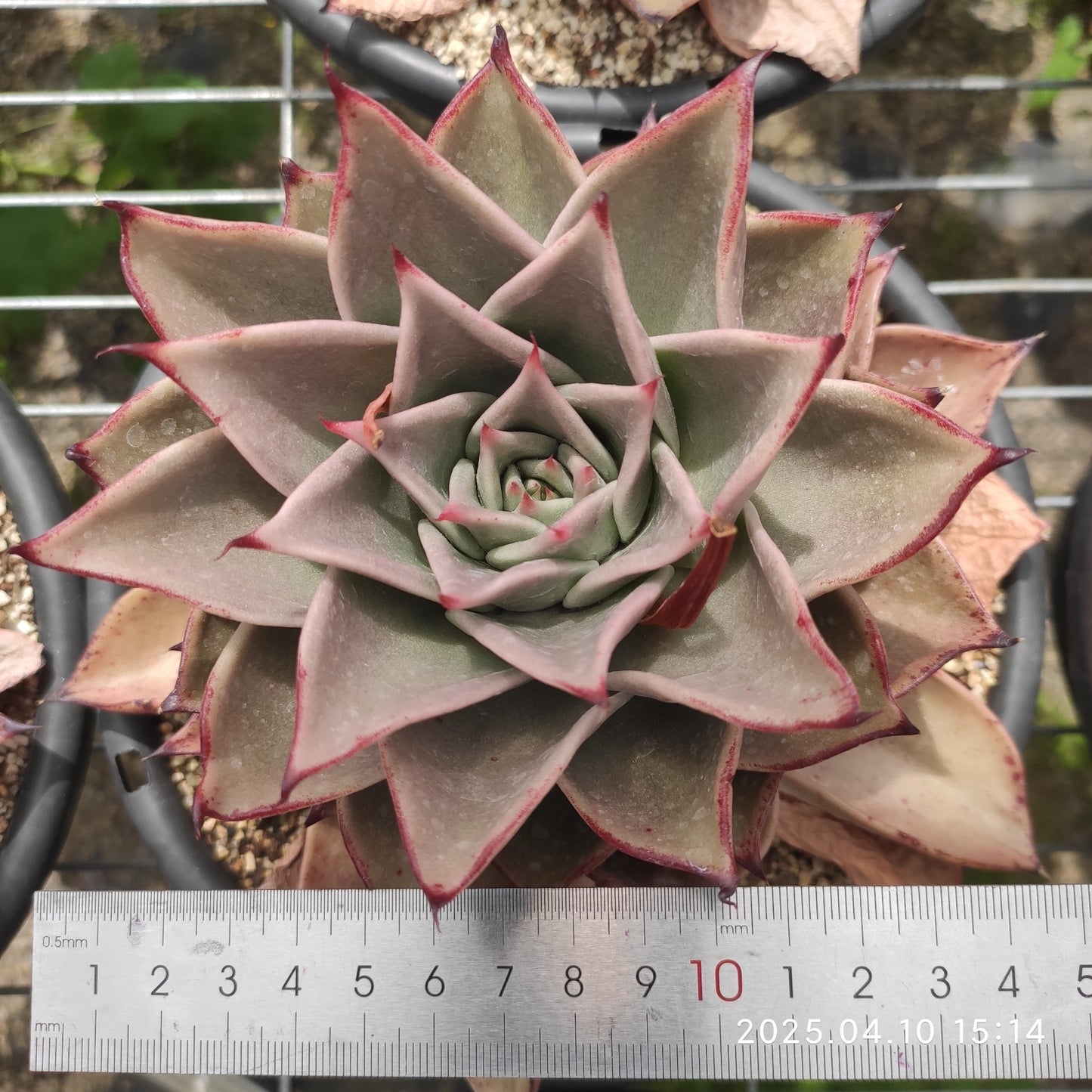 NGN374 スターズ(18cm pot)