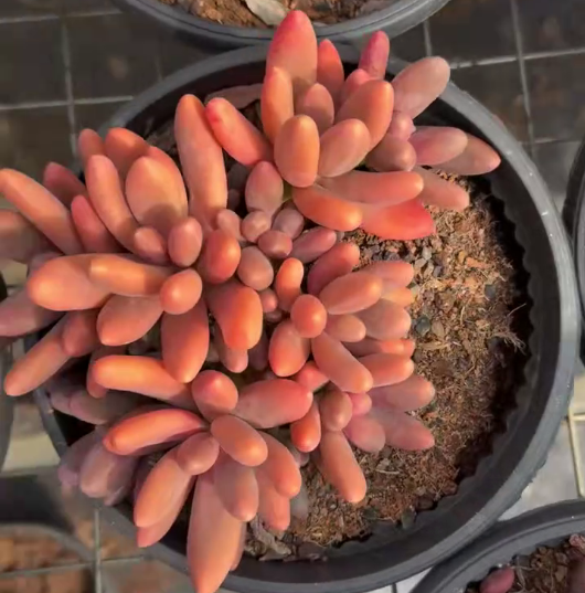 26530 キャンディビューティー