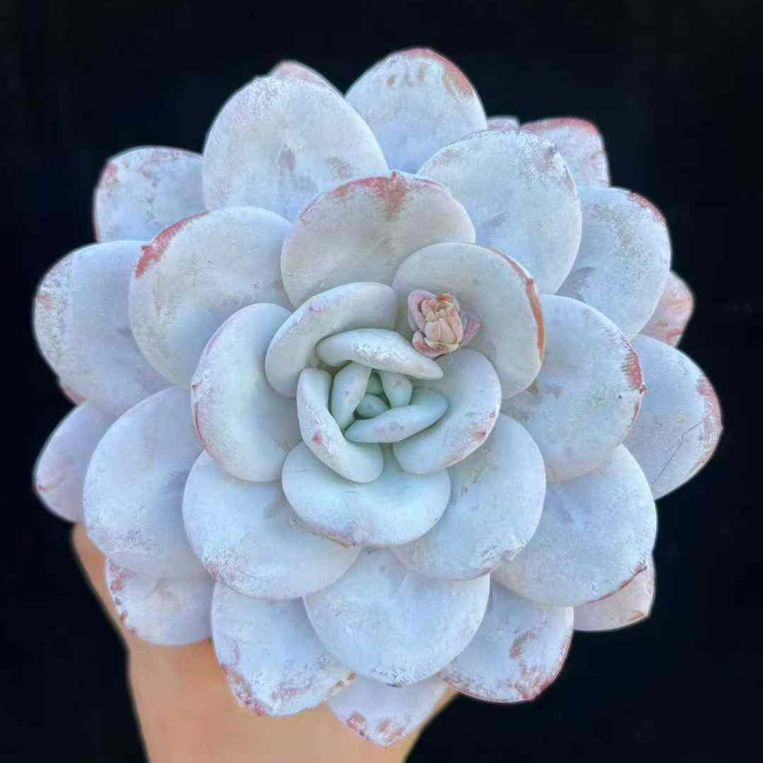 23604 ラウィ(12cm pot)