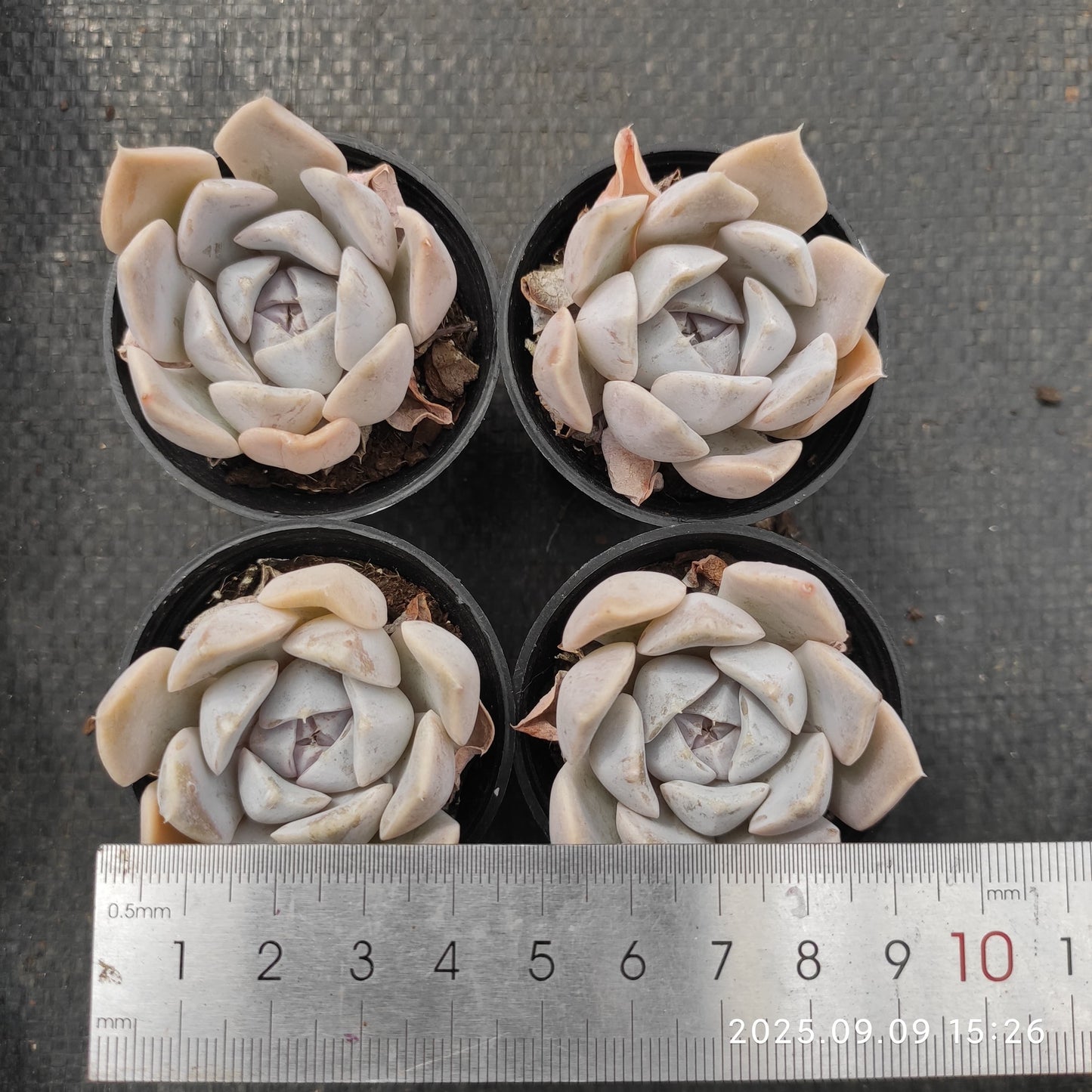 MMT390 タイニーバーガー(5.5cm pot)