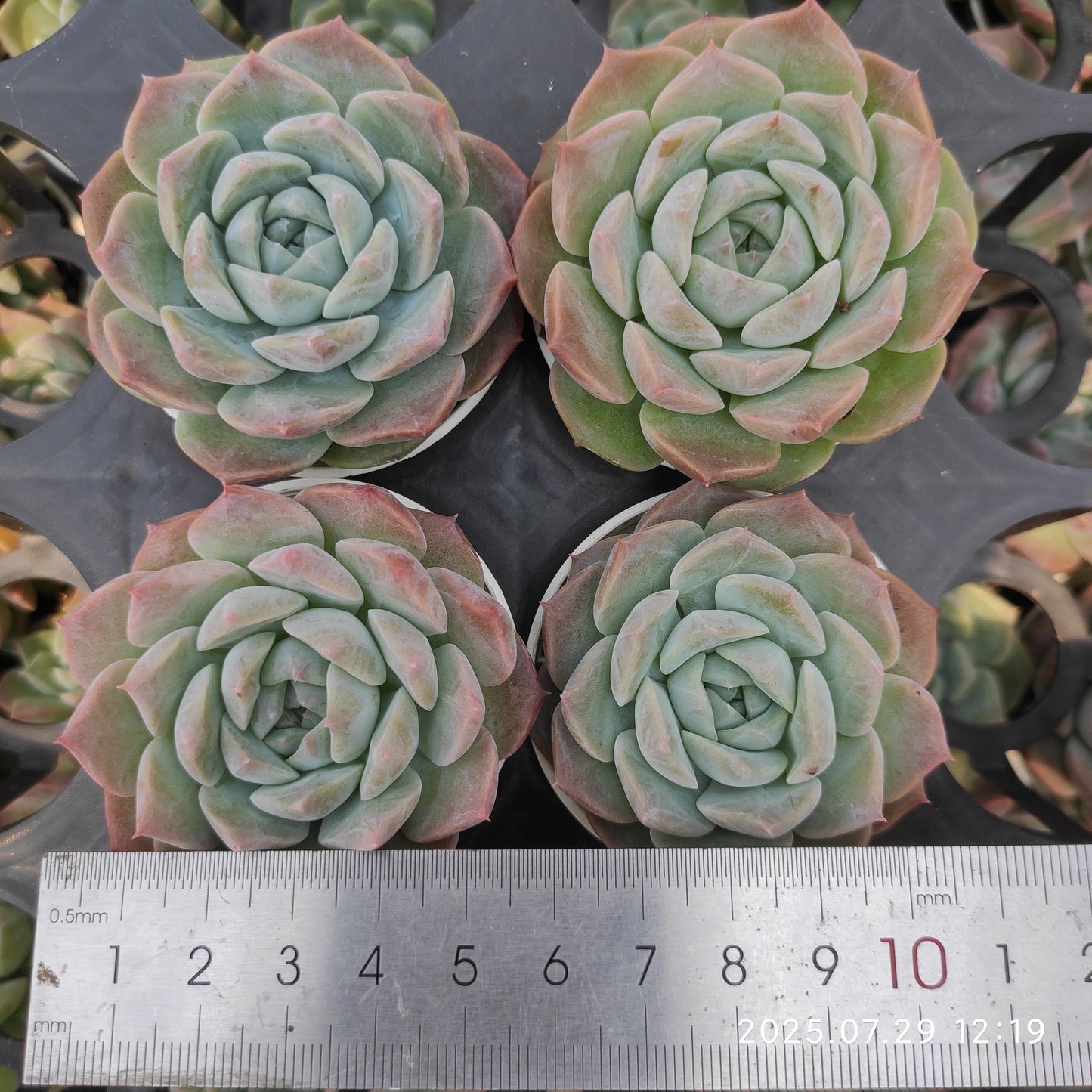 ZZA251 パープル ドリームワールド(5.5cm pot)