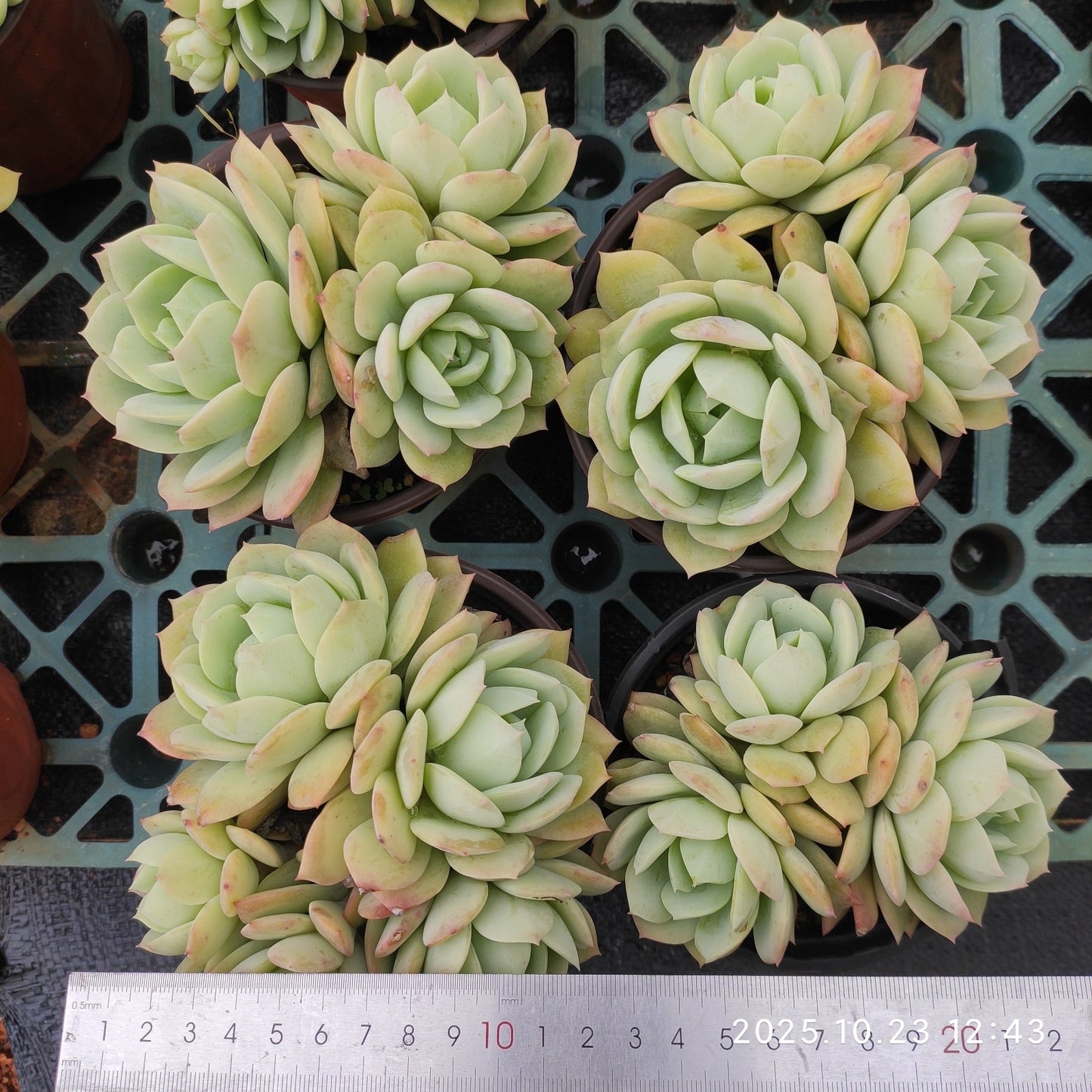 21961 ラブチューン(12cm pot)