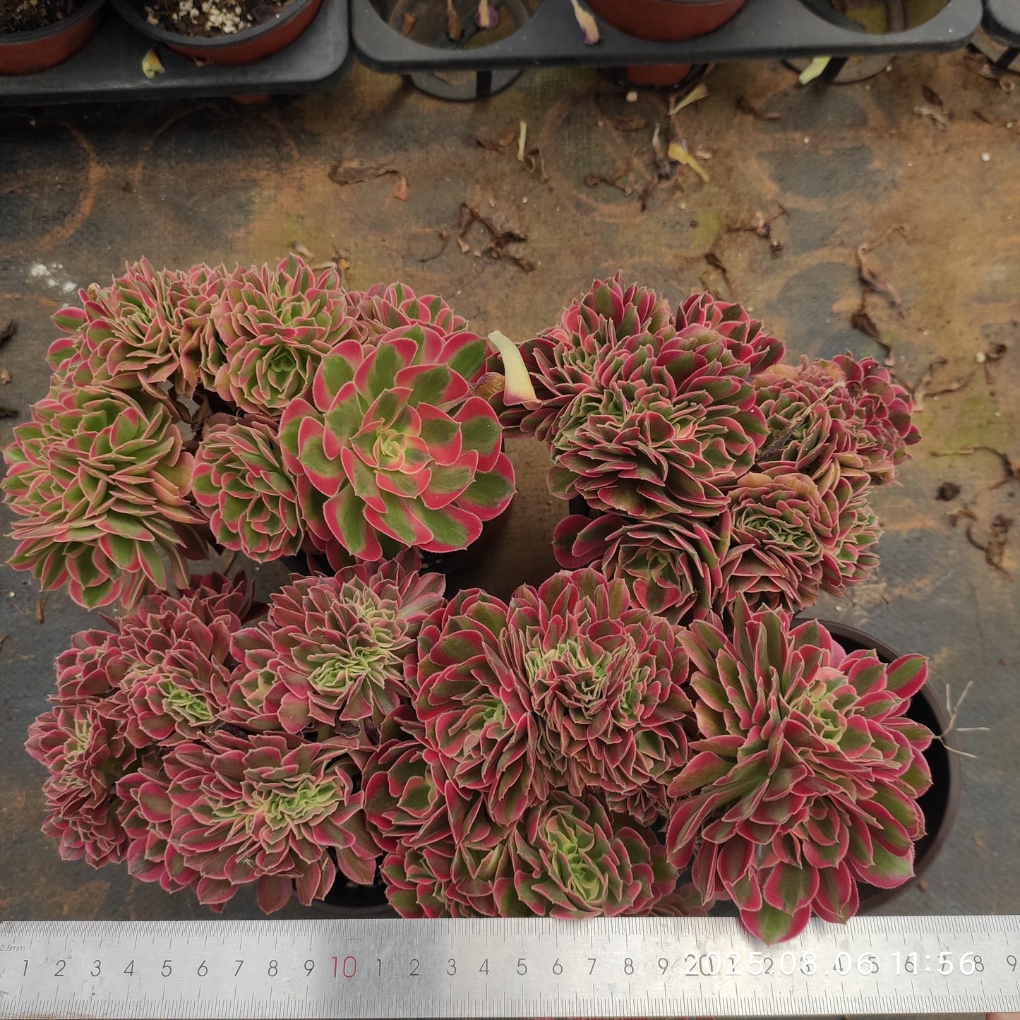 THH040 アエオニウム ウィッチ綴化(12cm pot)