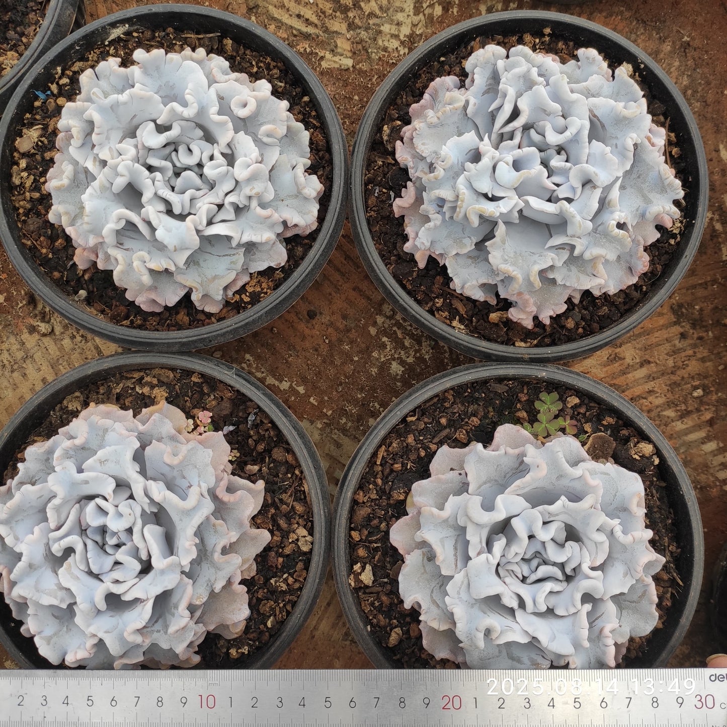 ZX232 クリスペートビューティ(18cm pot)