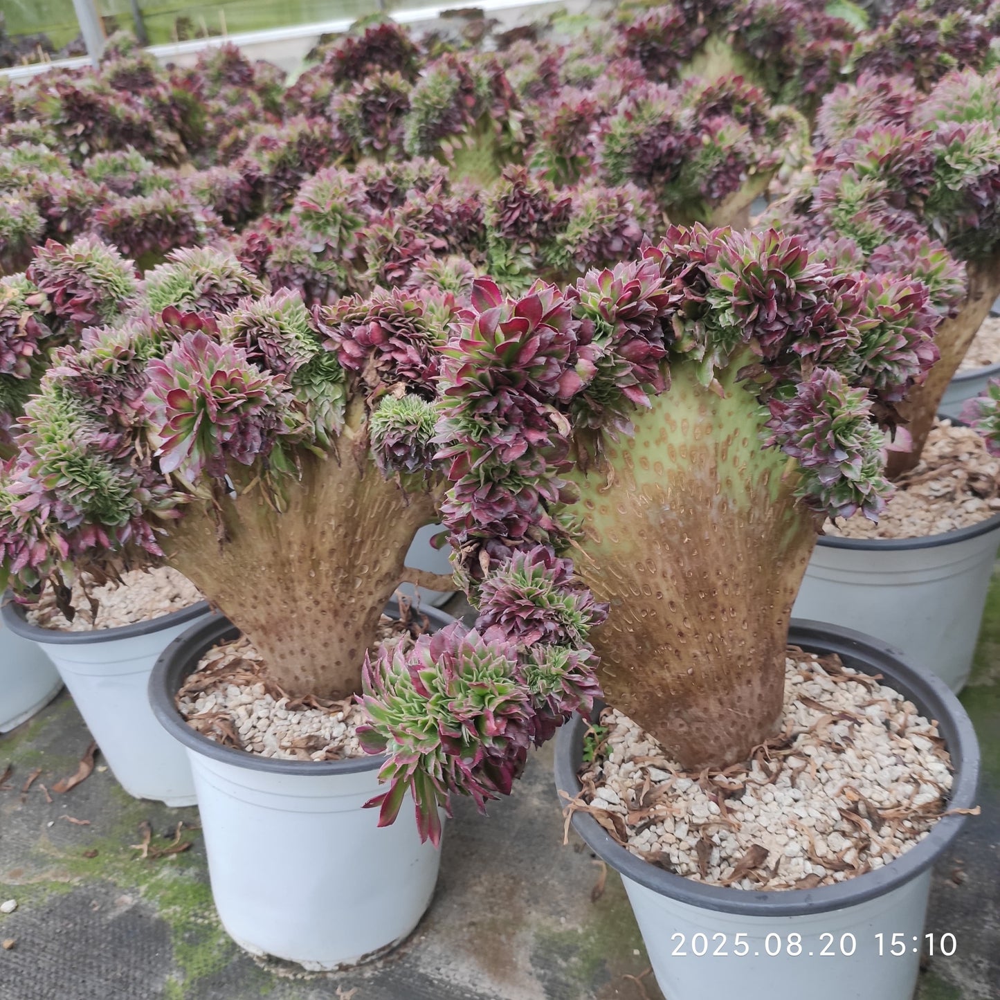ON640 アエオニウム スカイチーム綴化(20cm pot)