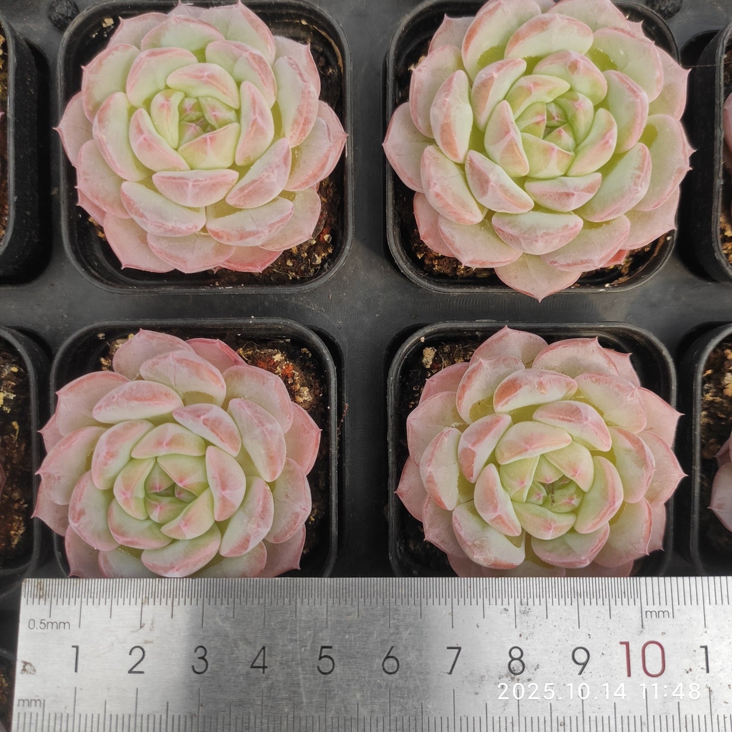 WWA417 アルバー ミニーHyb(5.5cm pot)