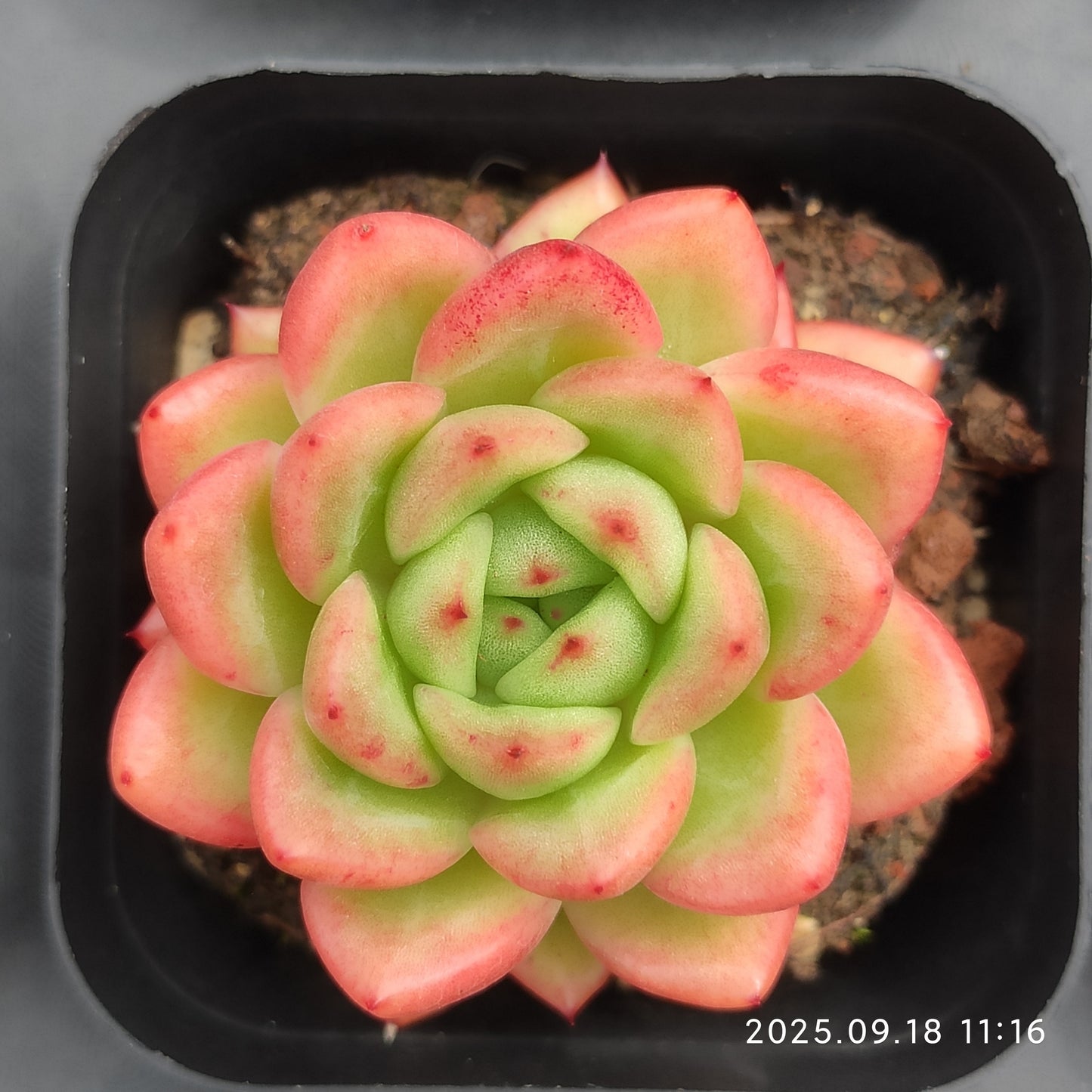 LMM329 レッドキング (6.5cm pot)