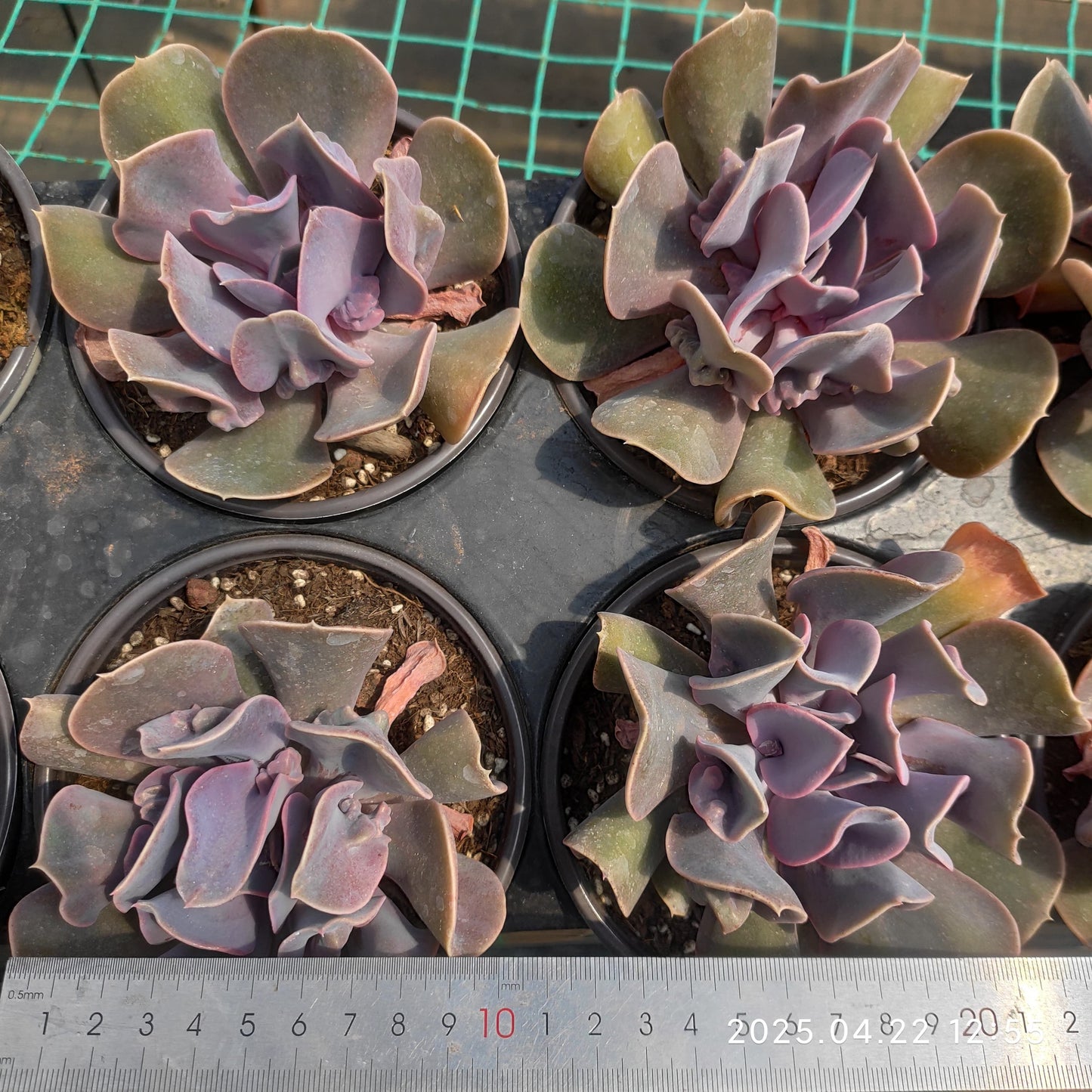 MMY1072 ラブ パール(12.5cm pot)