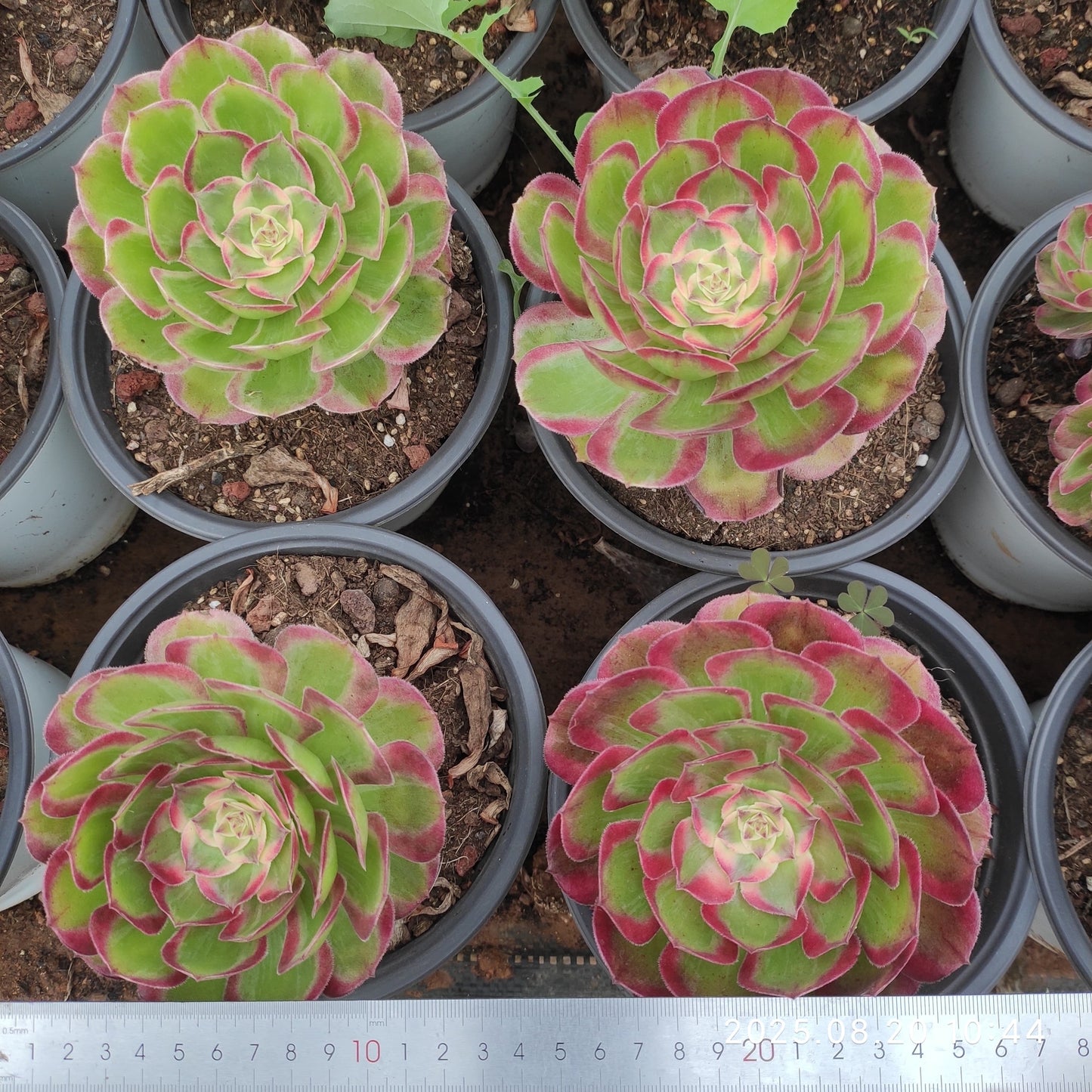 YF409 クラウド?ロータス (15cm pot)