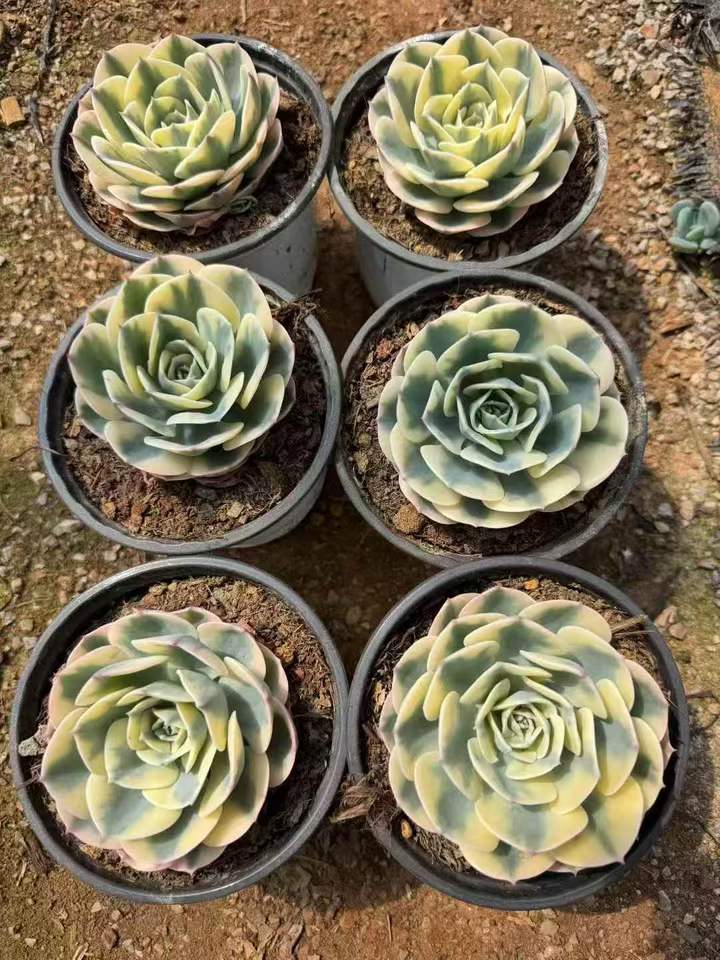 26509 ルノーディーン錦