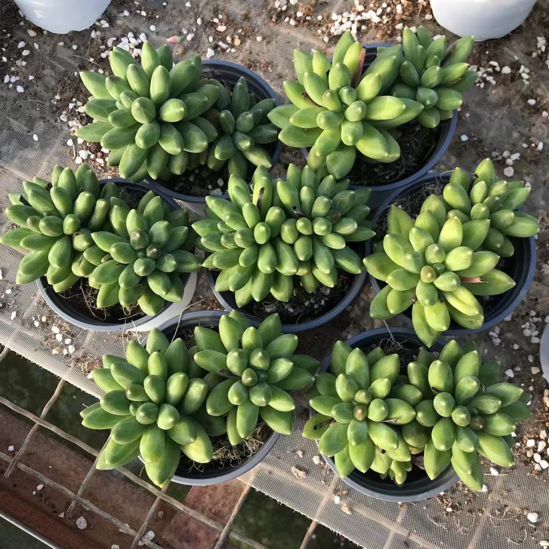 363977 コンパクタム