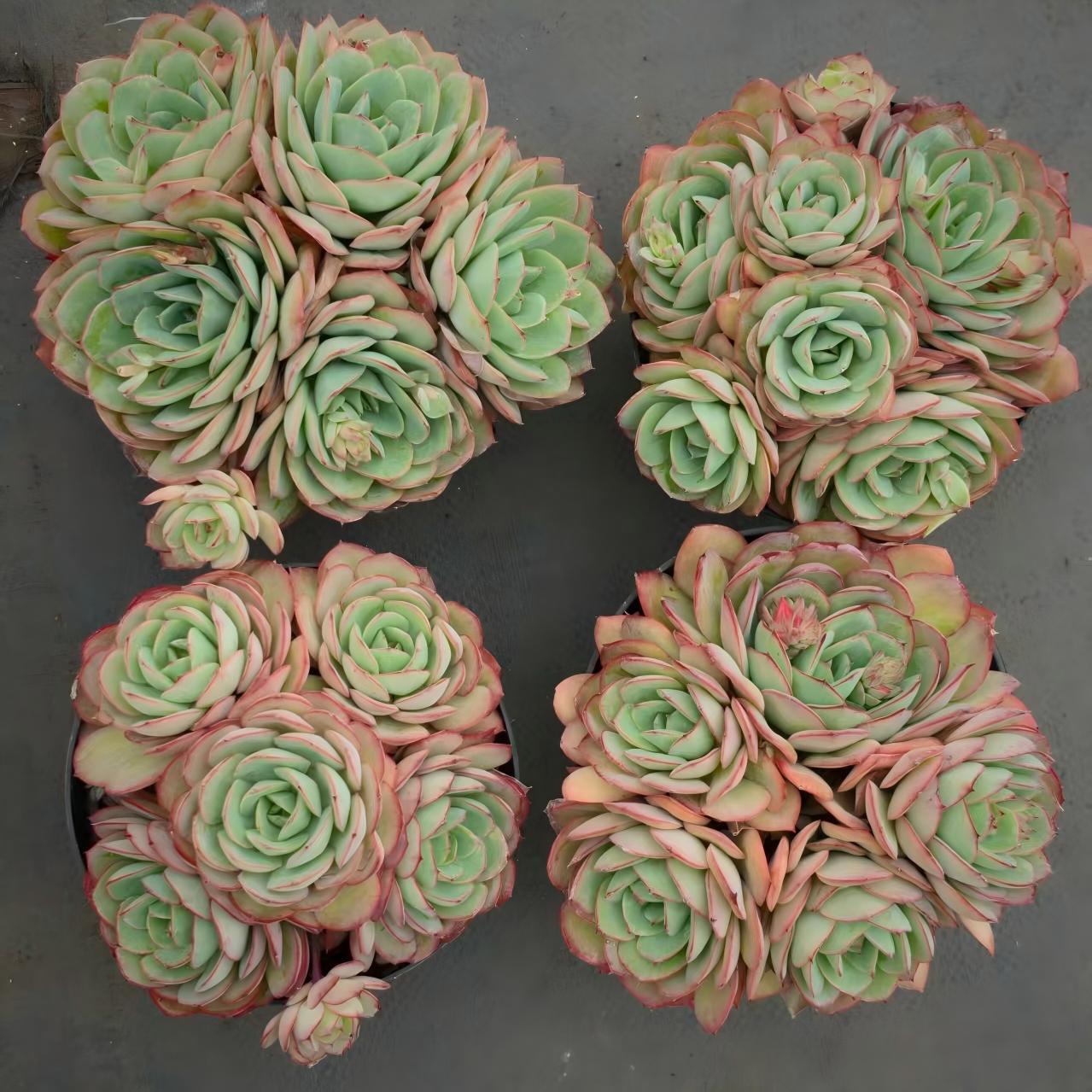 24849 モダンジェオン