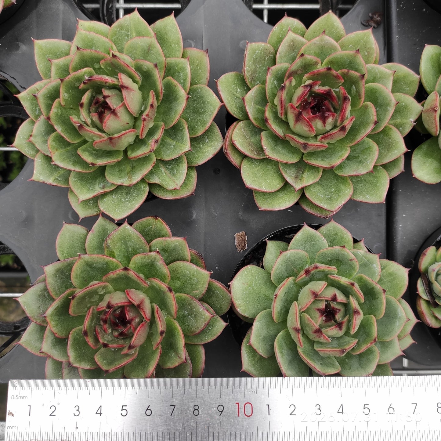 MMT843 ジェニーHyb(9cm pot)