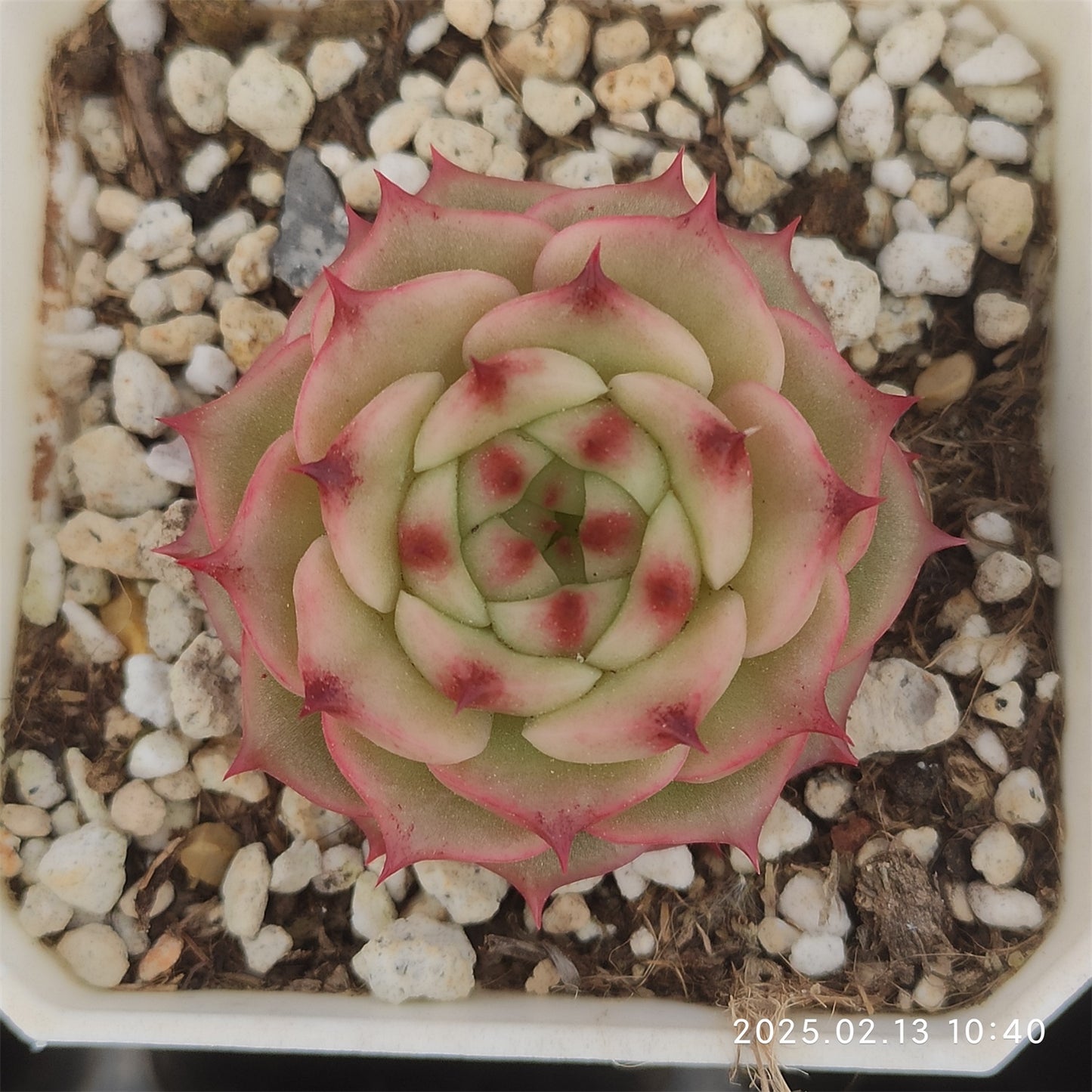 XQ541 ハイランド(7cm pot)