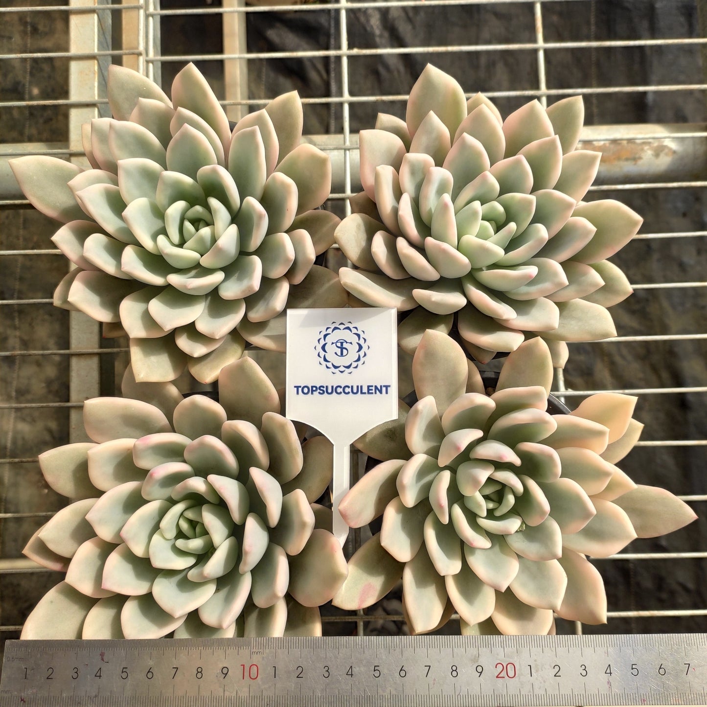 21307 オパリナ錦