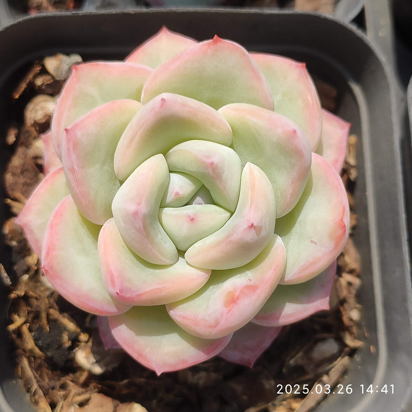 HWQ067 アマビレ(7cm pot)