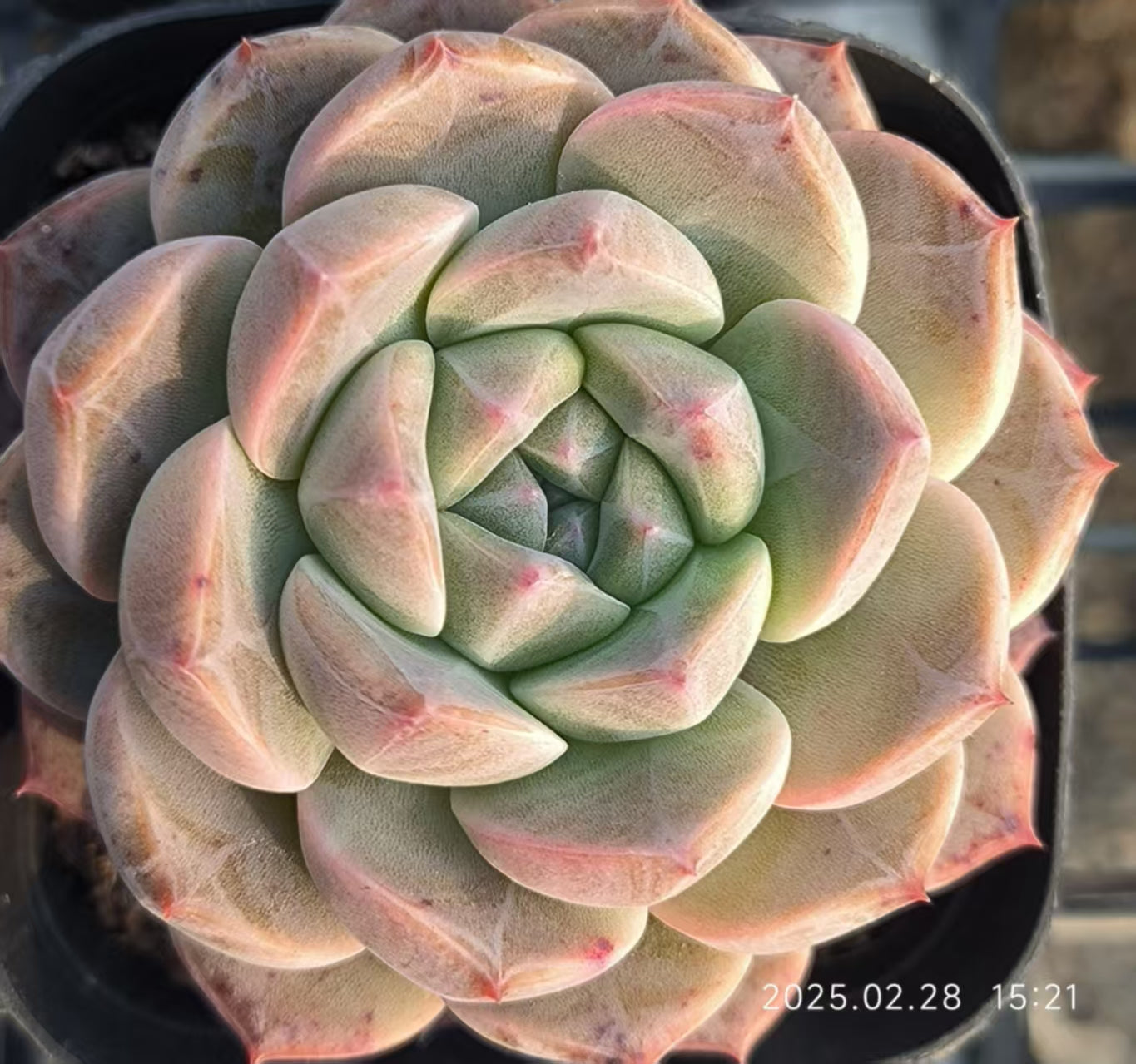 HC130 新品種 モンロー Hyb (6.5cm pot)