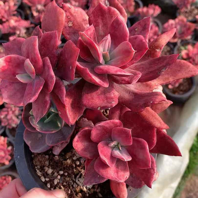 26236 ダイヤモンド錦