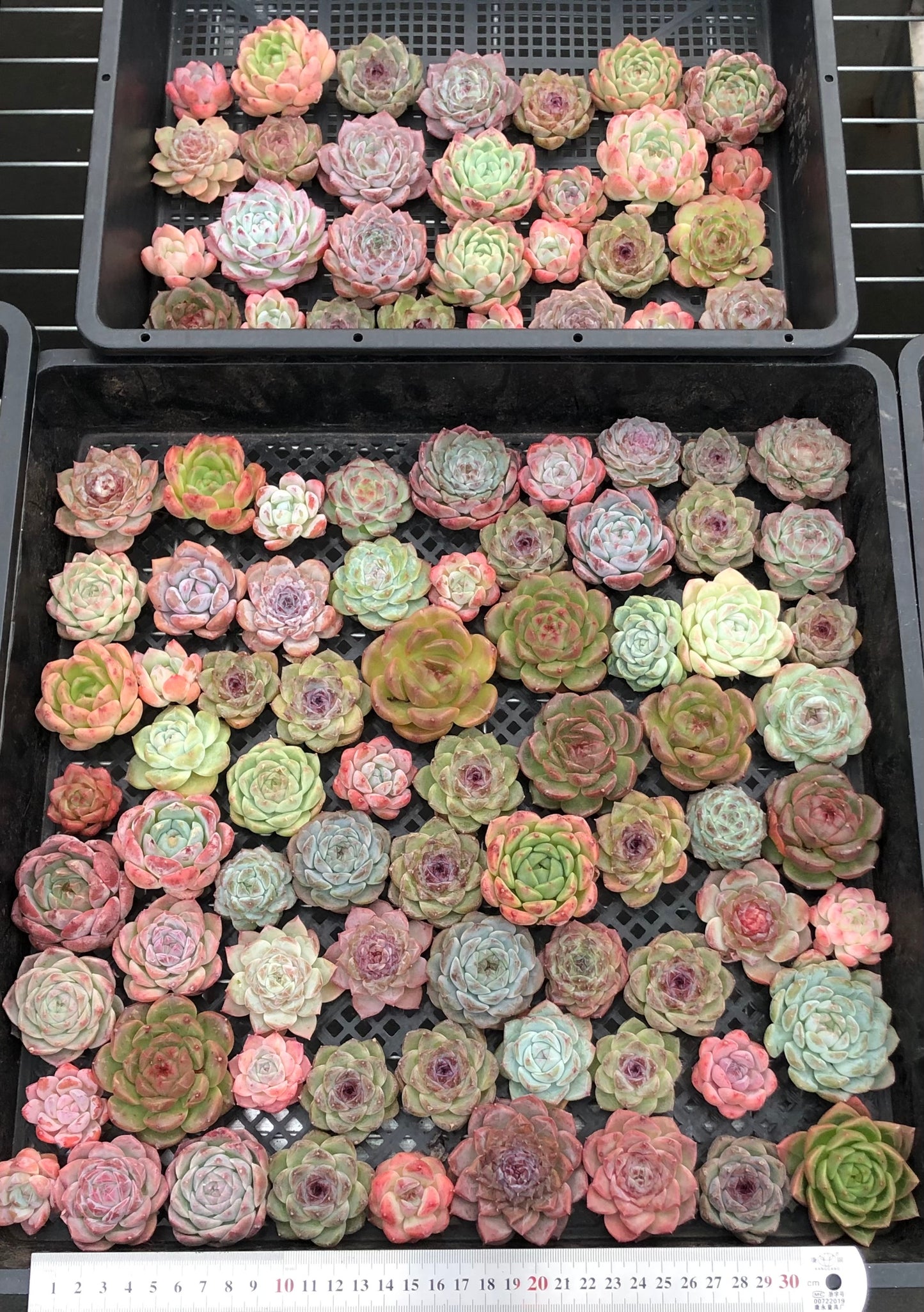 20076 ミックス苗100株(4cm pot)16