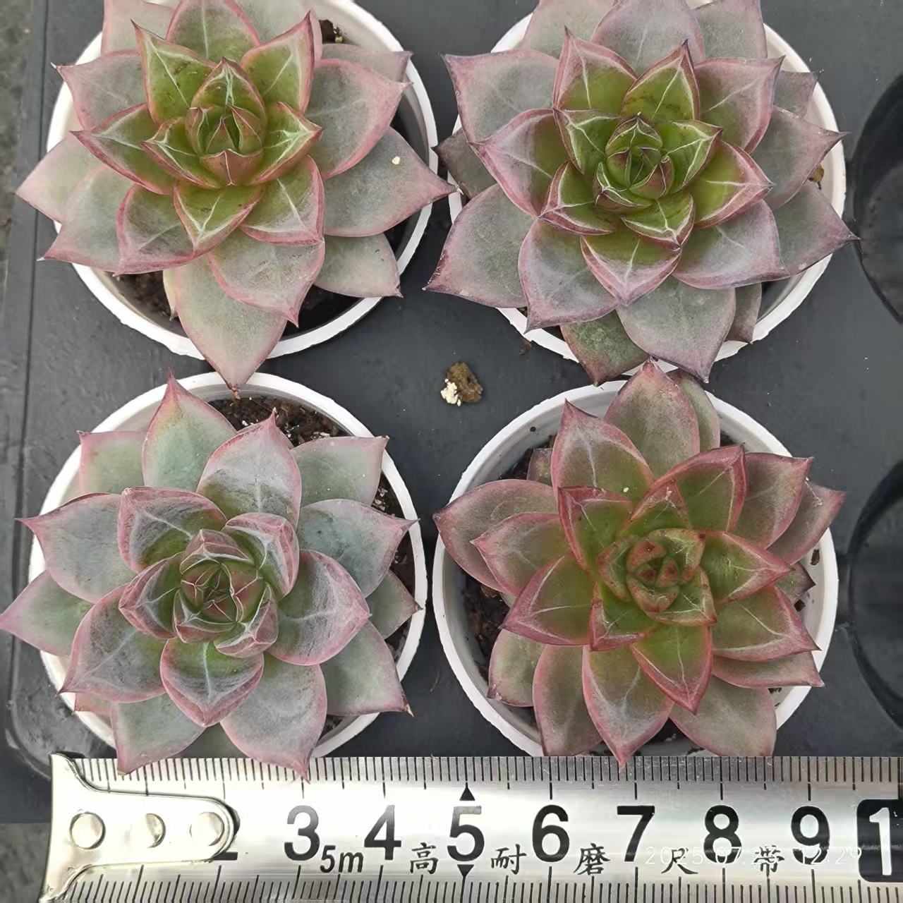 XL004 フラミンゴ(6cm pot)