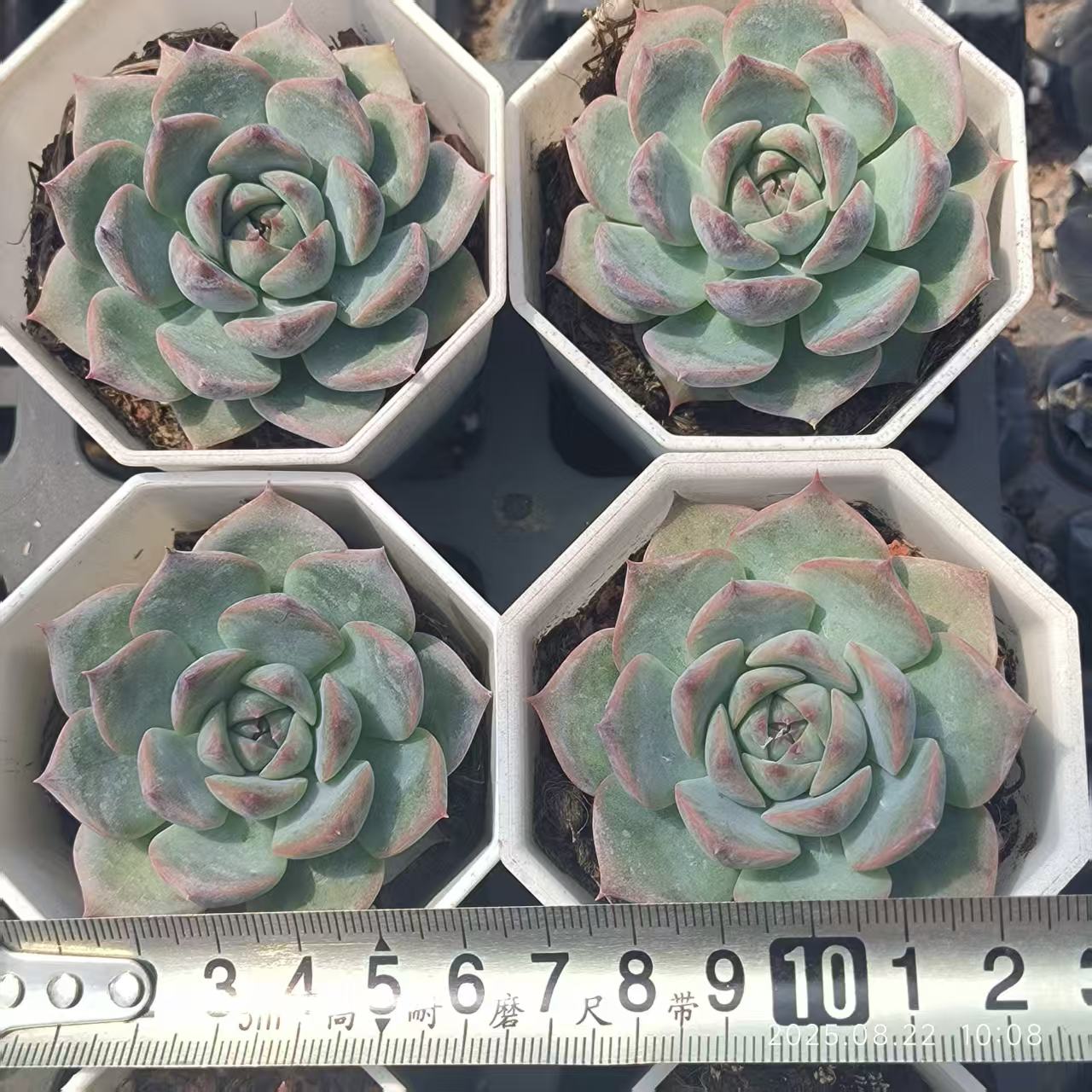 LYC101 かキャロライン(7 cm pot)
