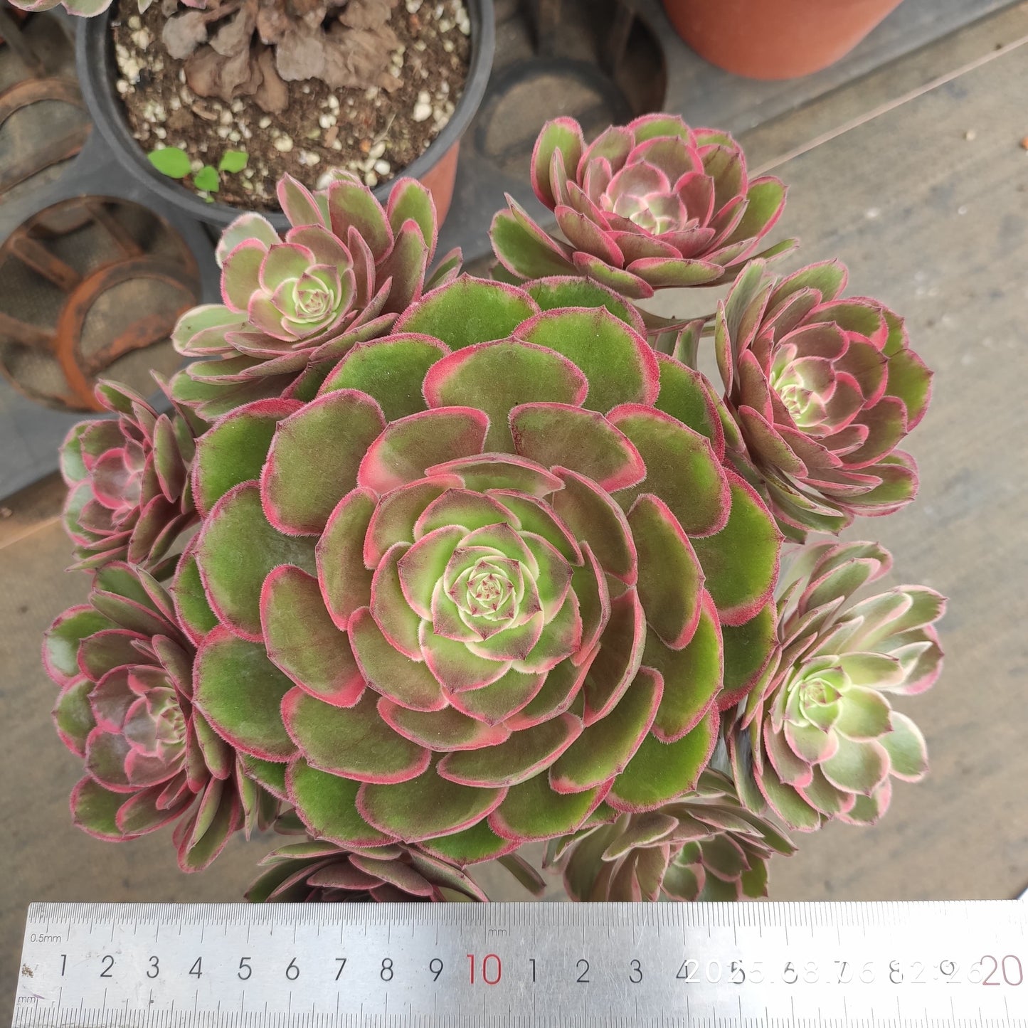 THH052 バンクェット(15cm pot)