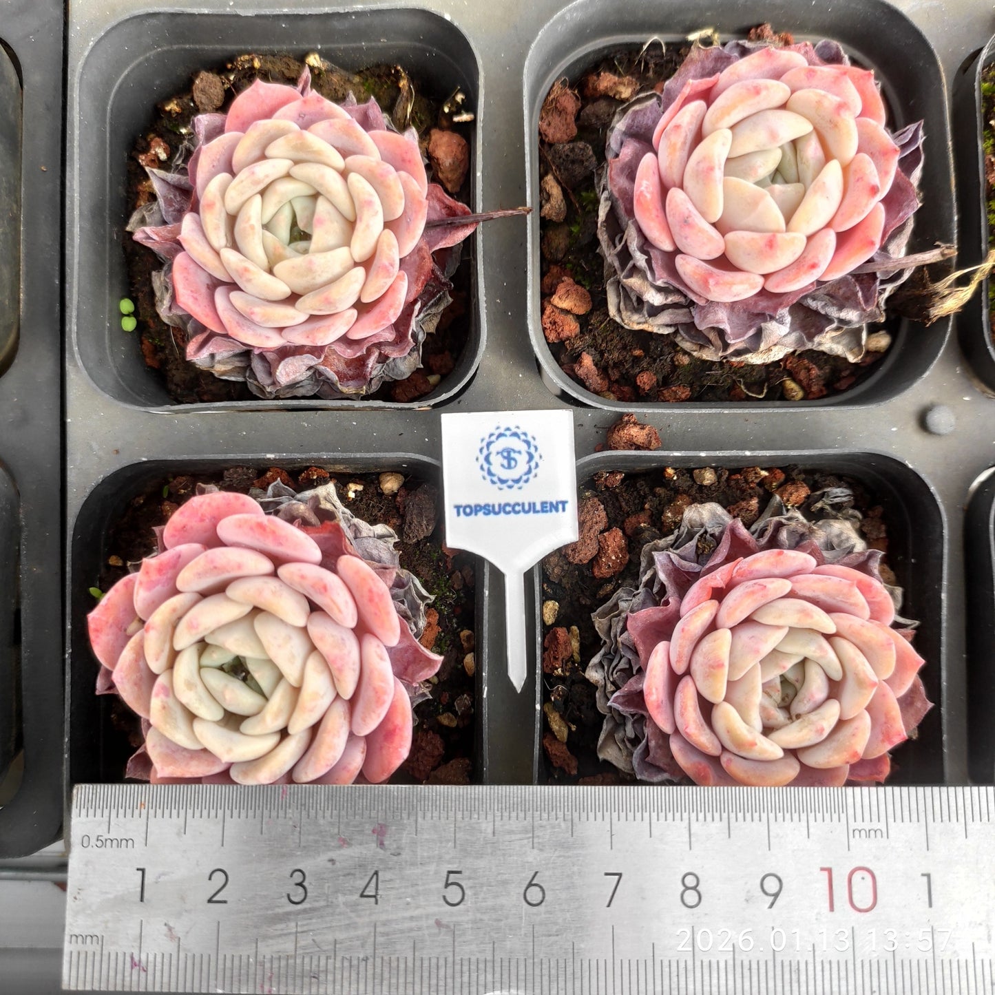 80550 ラフィート