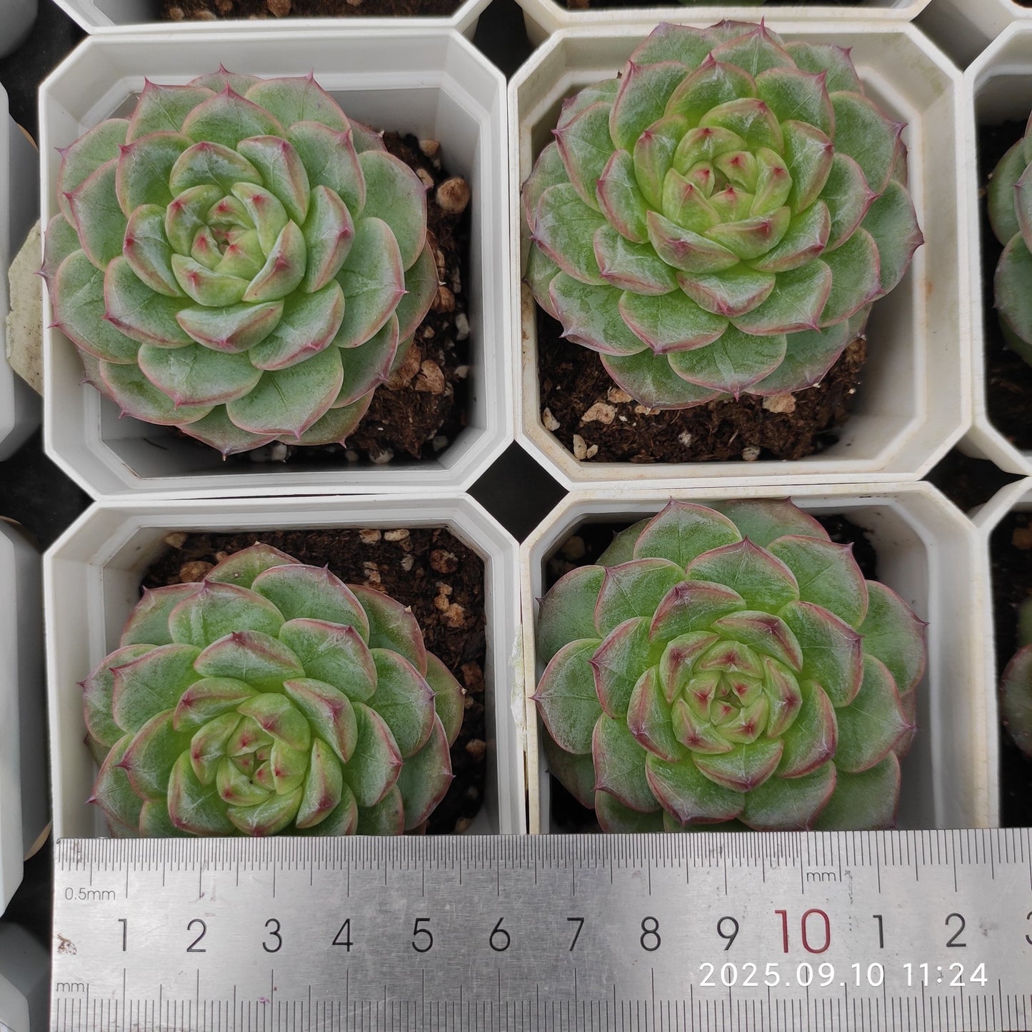 HG025 マルギャンHyb(7cm pot)