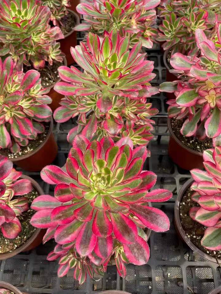 26551 レッド ベルベット