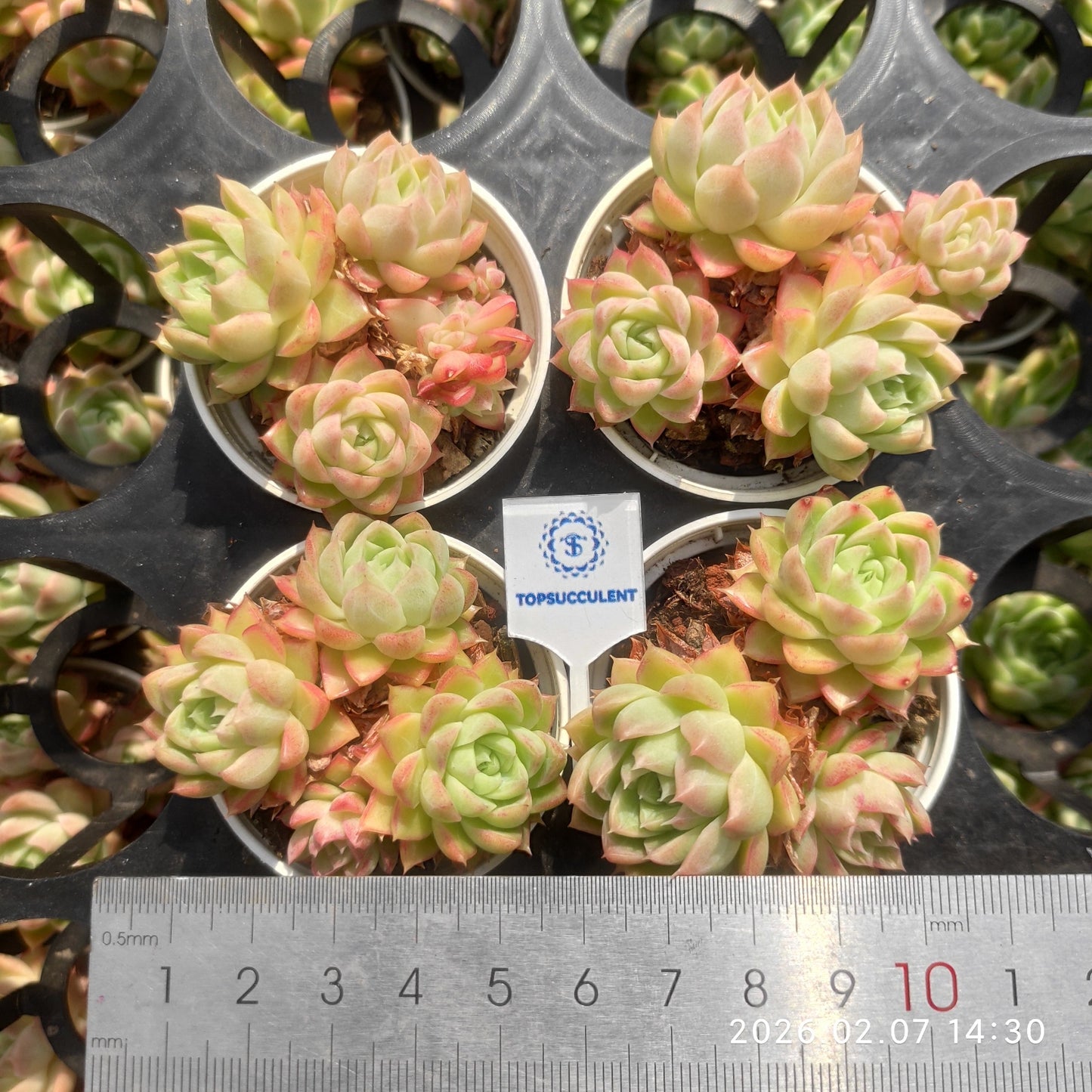 20870 新品種 クイーンローズHyb