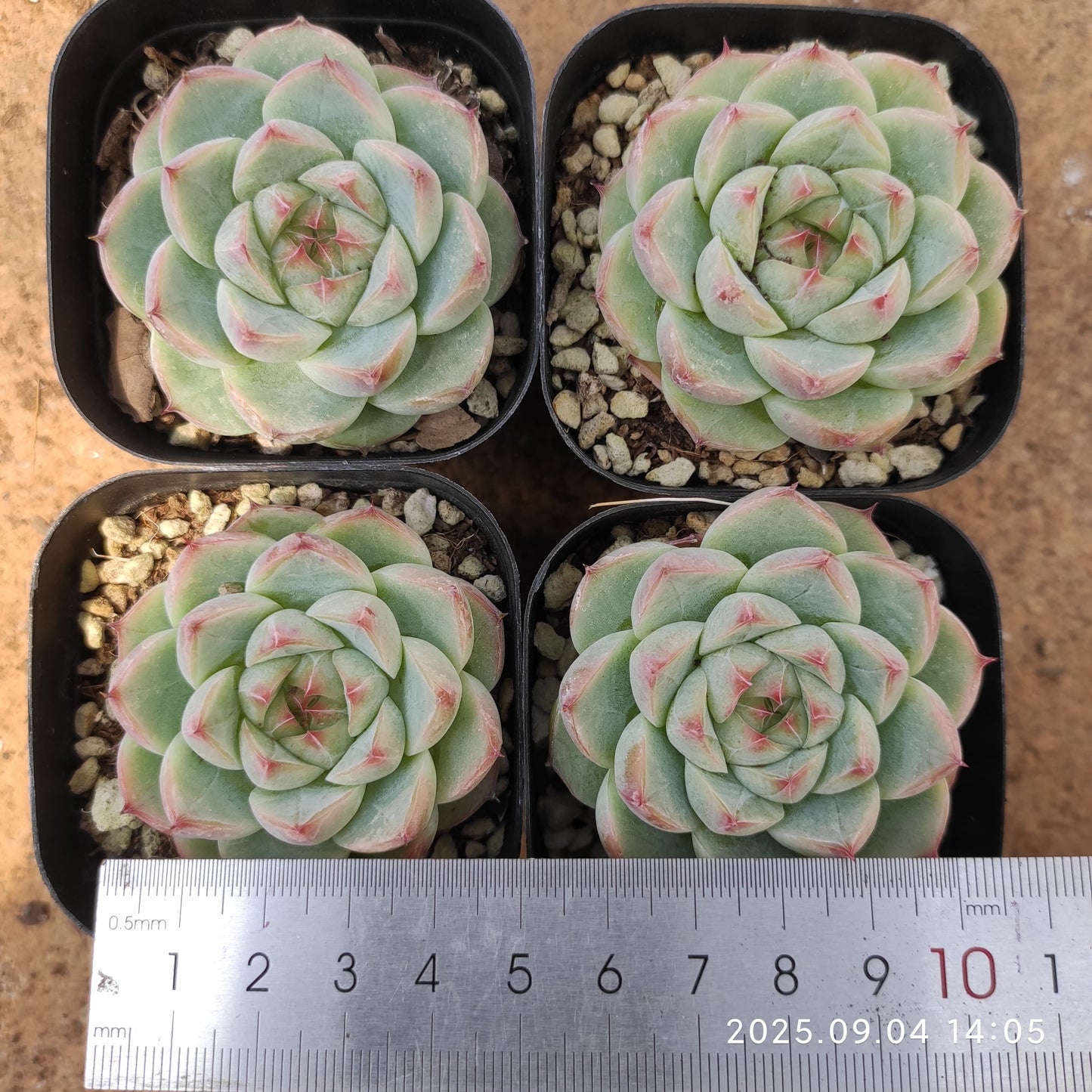MMY847 ホワイトラック(6.3cm pot)
