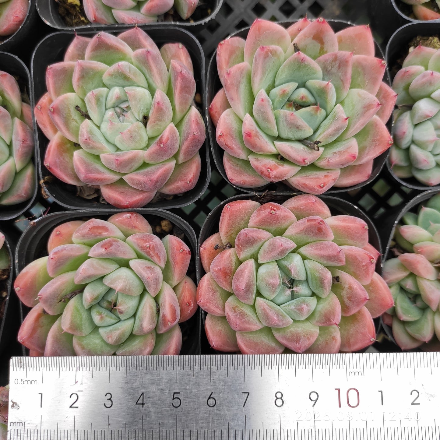 QN603 アルバビューティー(6.5cm pot)