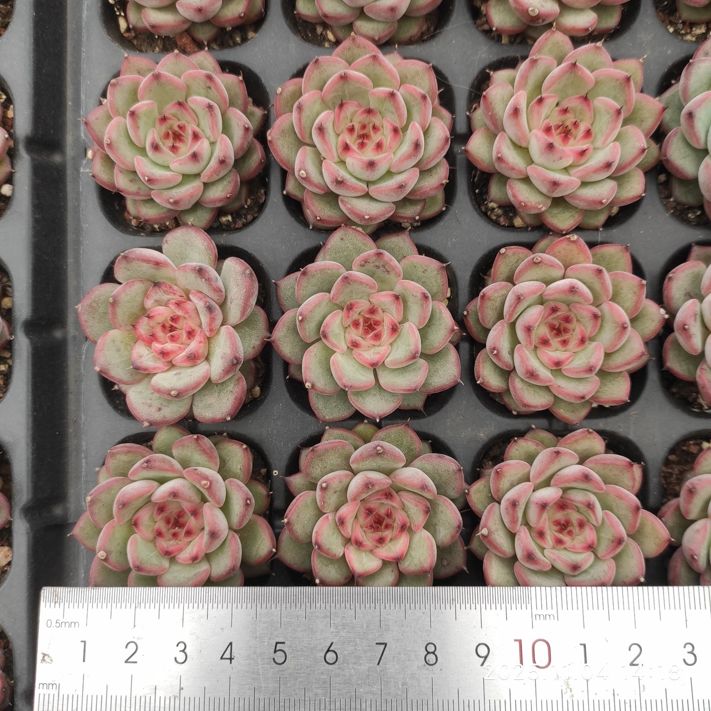 22297 スターライトジェニー(3cm pot)(ポット苗)