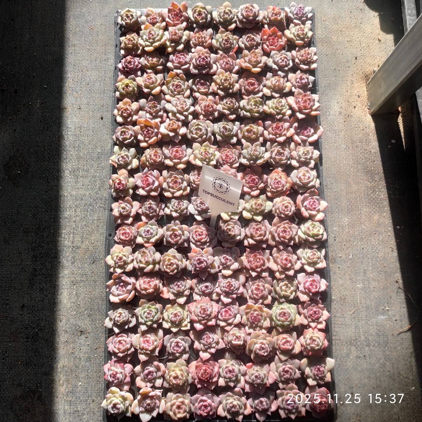 220541 アイス ロータス(3cm pot)(ポット苗)