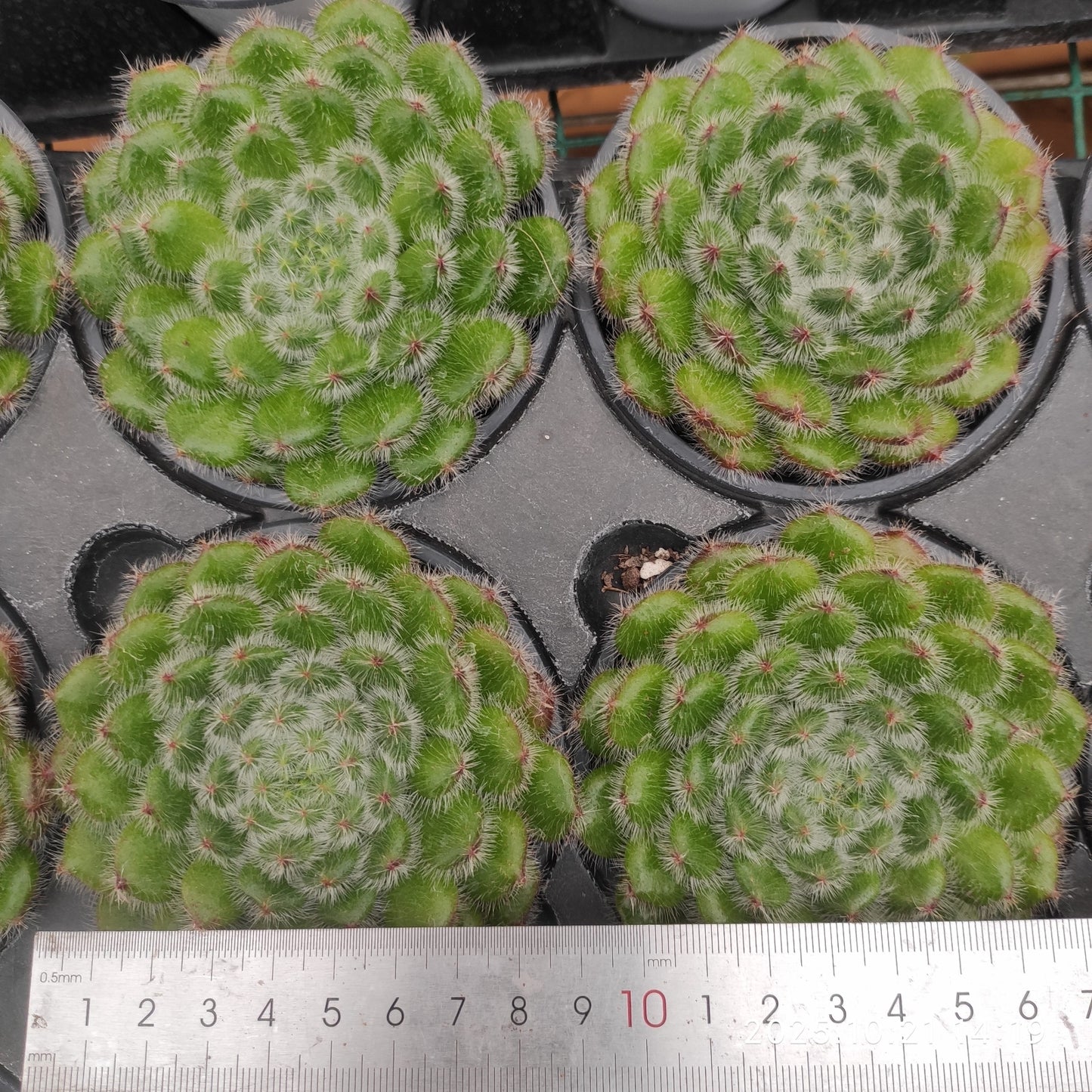 15448 ゴールデン フルーツ(9cm pot)