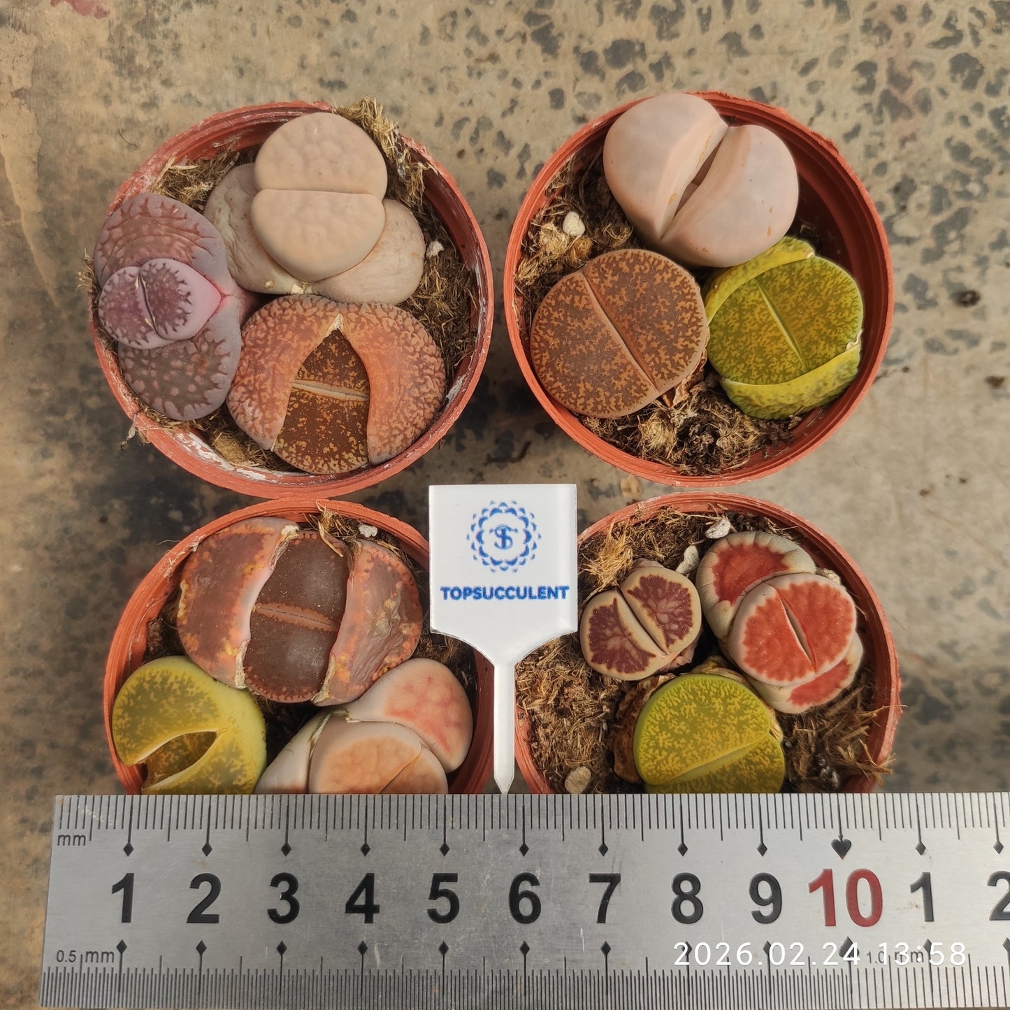 18400 オーキャンピアエ