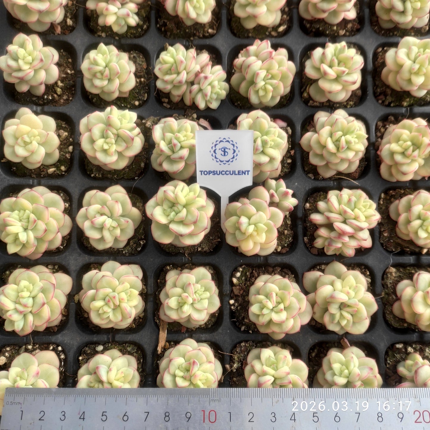 22282 タンゴ 錦