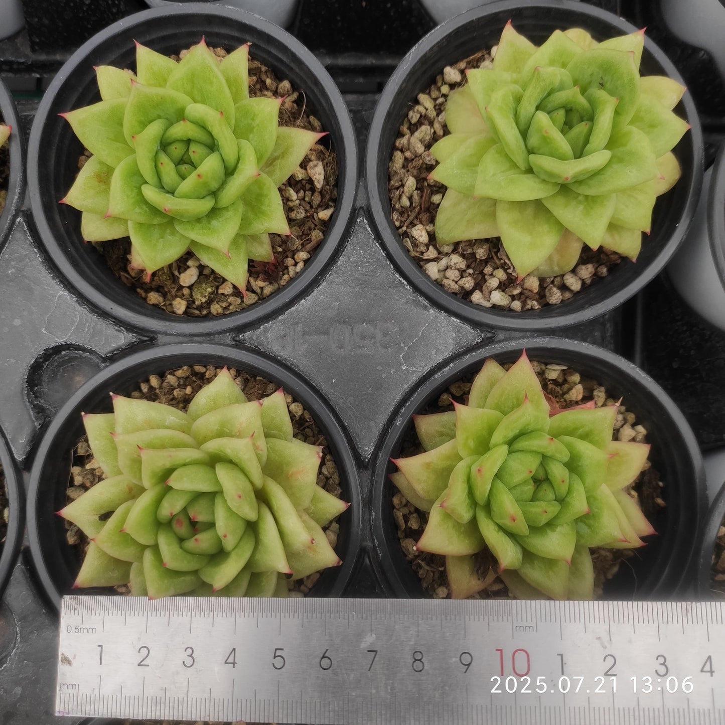 MMY1112 リンカーン(9cm pot)